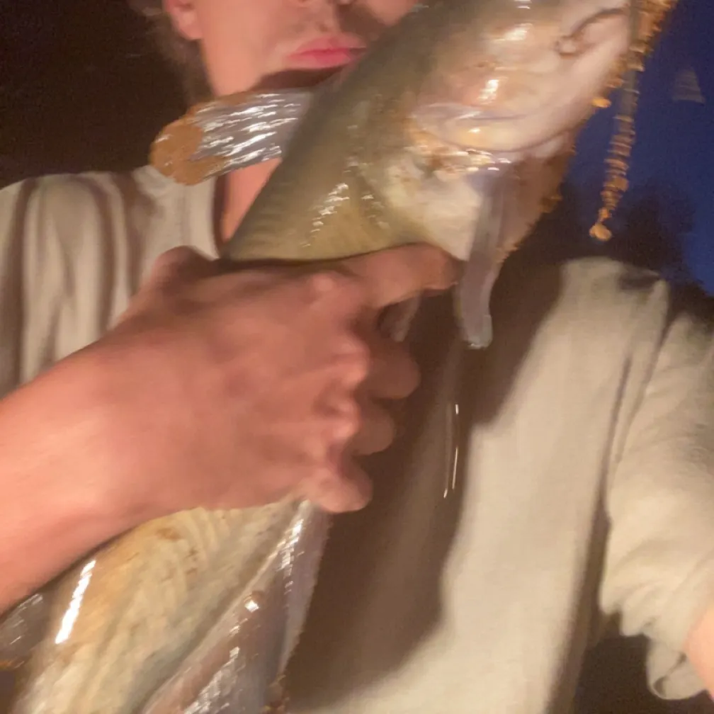 Channel catfish caught on Fishbrain
