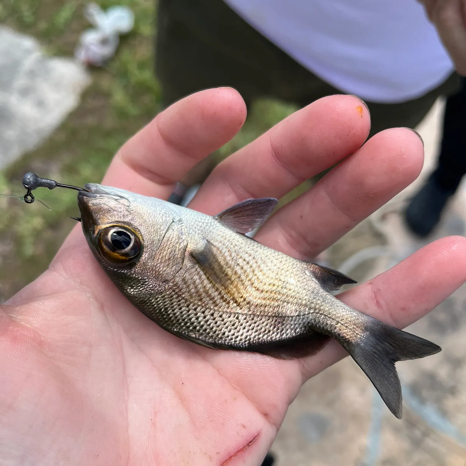 The most recent Sailor's choice grunt catches on Fishbrain