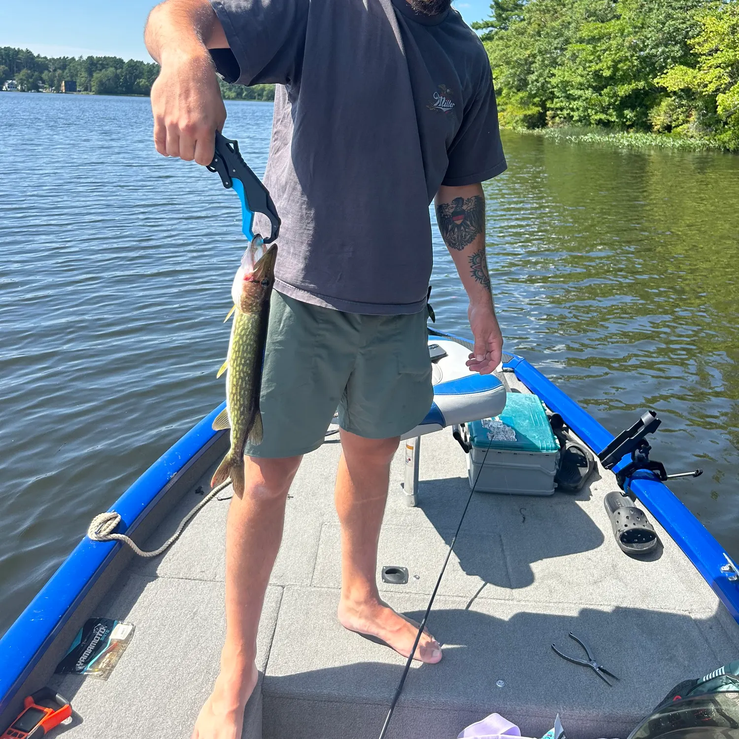 Chain pickerel caught on Fishbrain