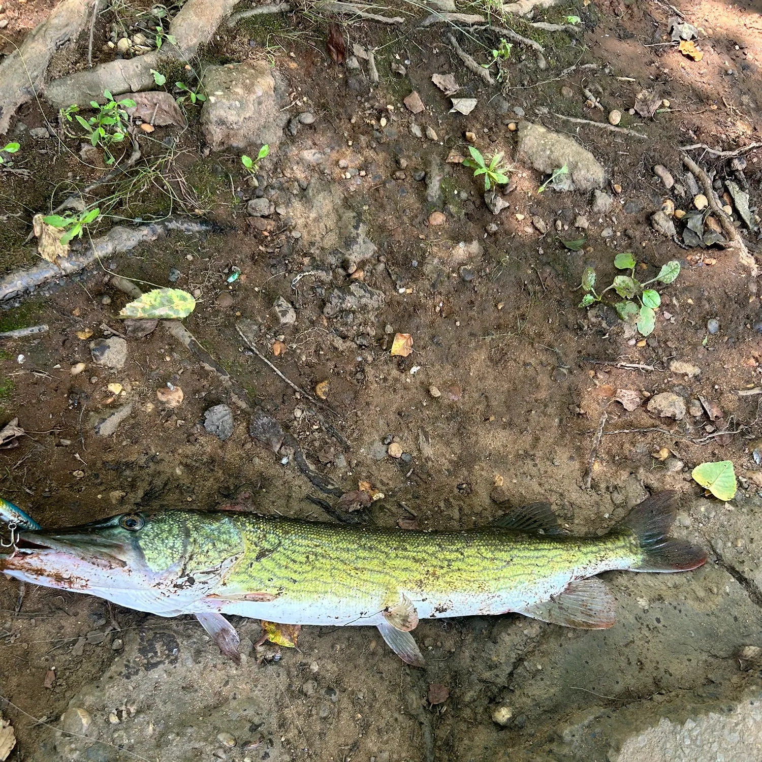Chain pickerel caught on Fishbrain