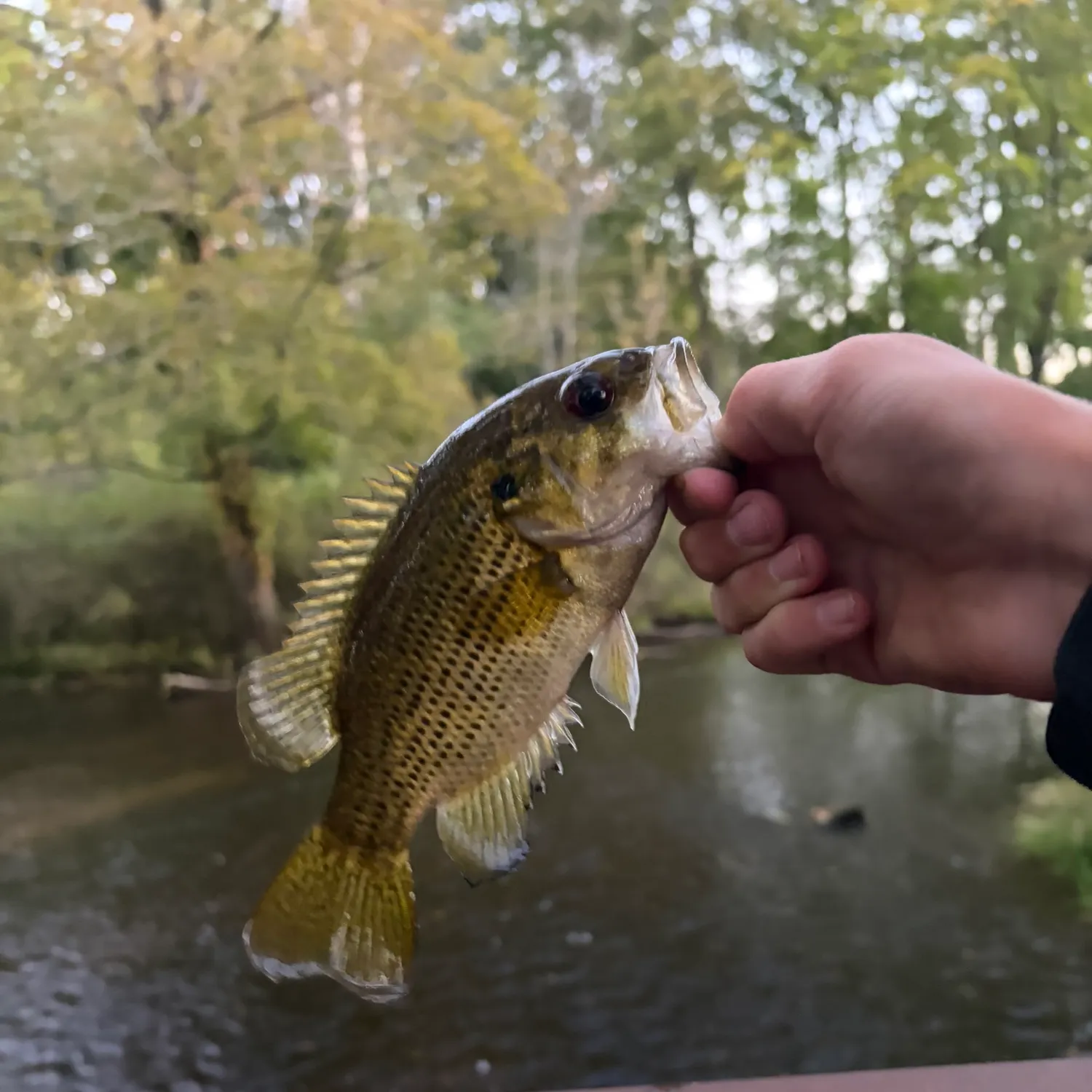 Rock bass caught on Fishbrain