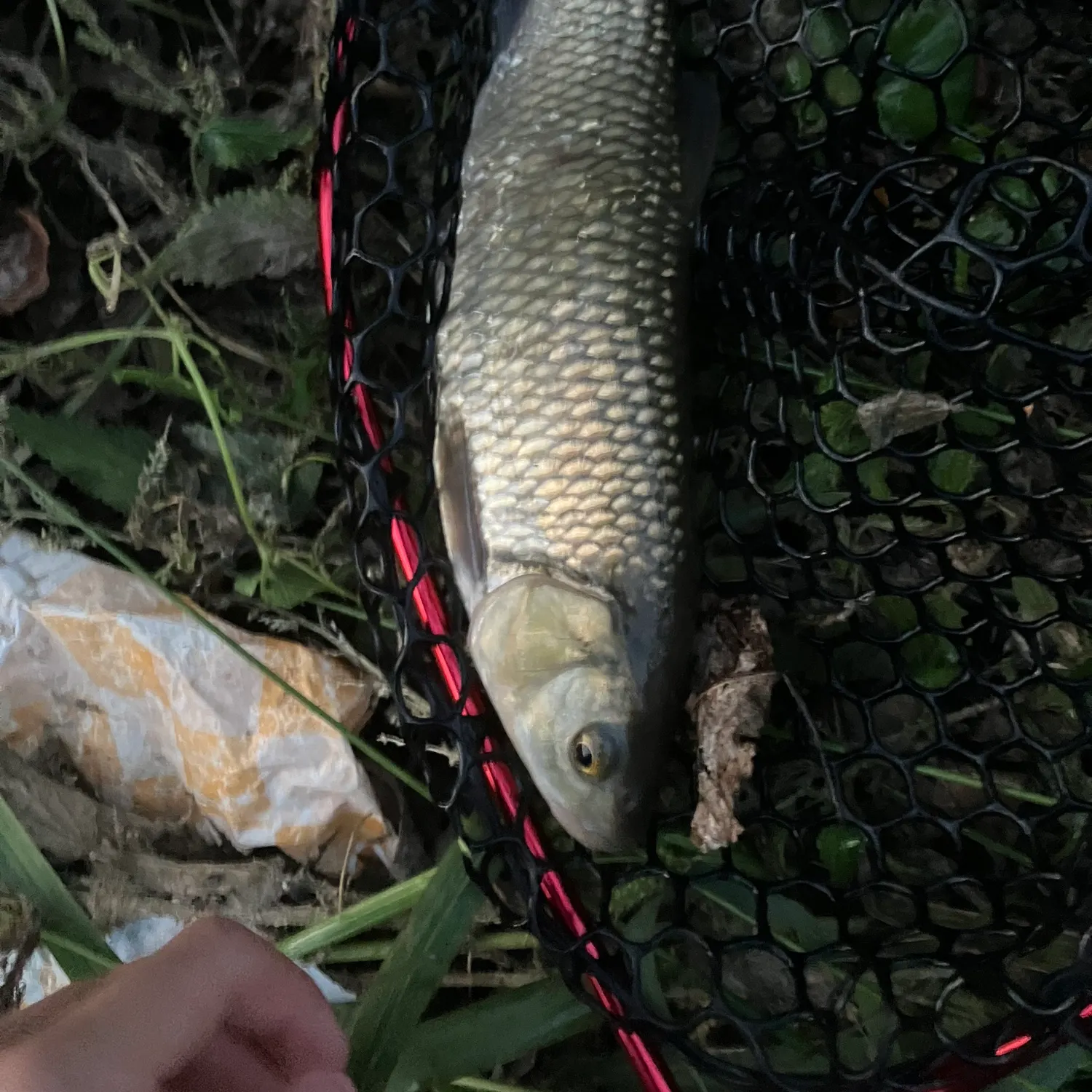European chub caught on Fishbrain