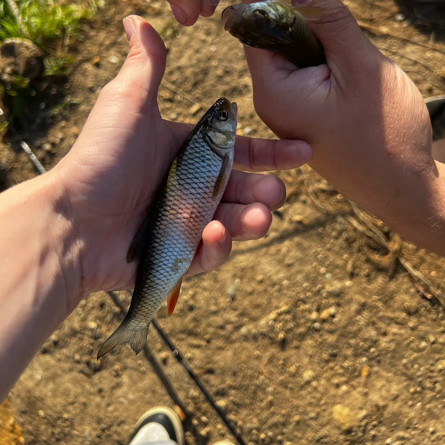 European chub caught on Fishbrain