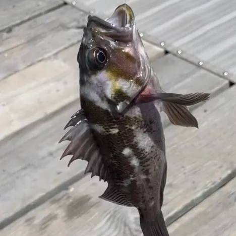 The most recent Copper rockfish catches on Fishbrain