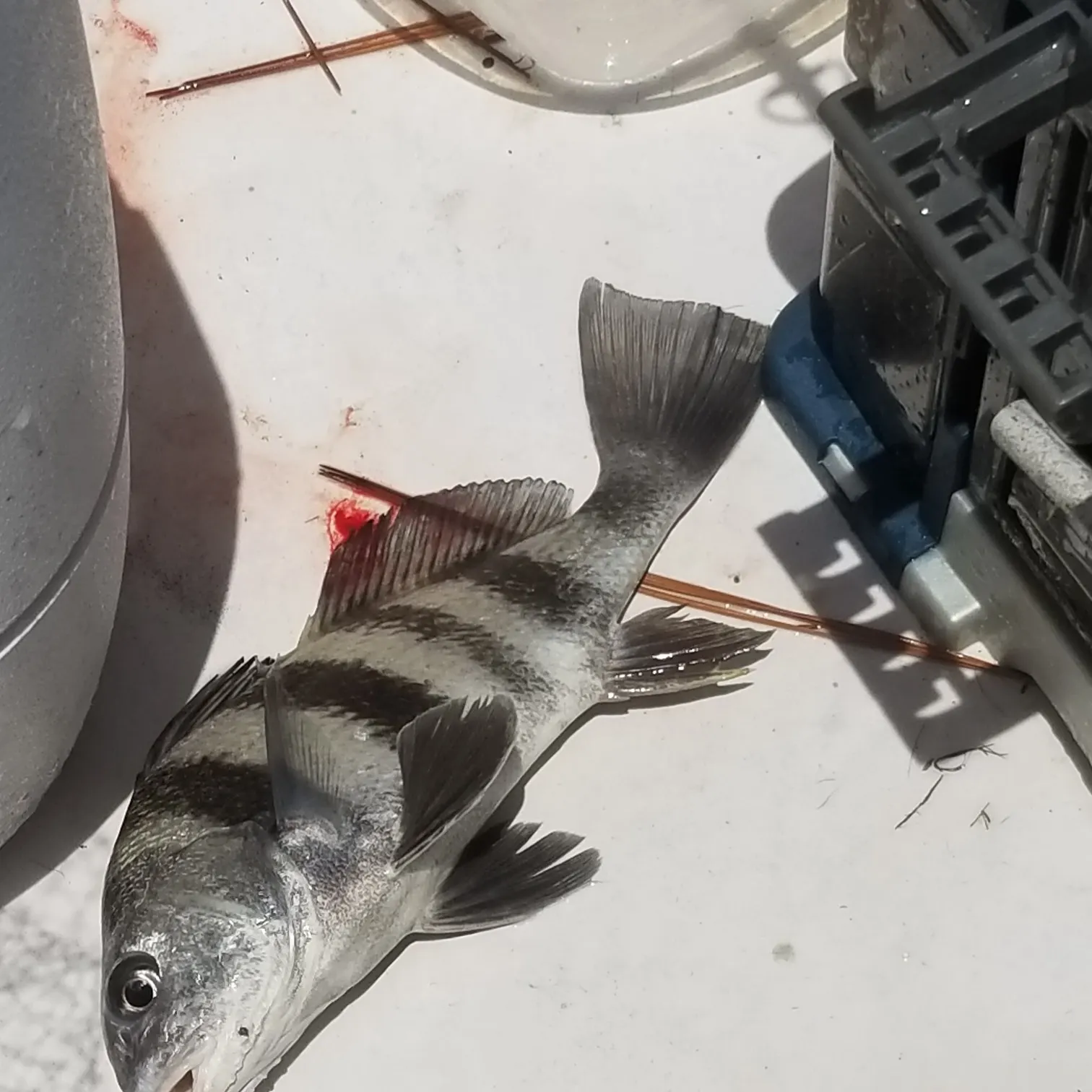 angler catch