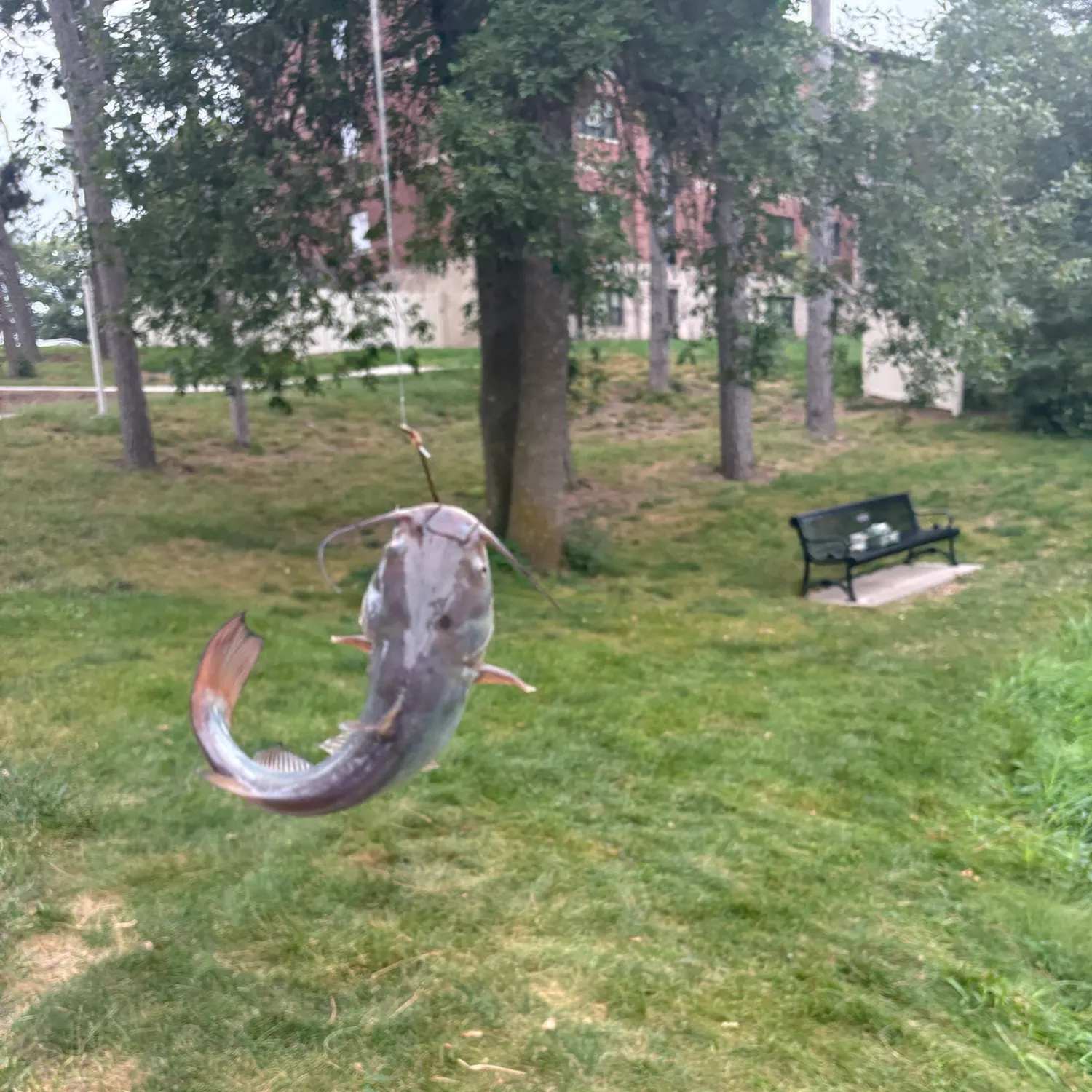 Channel catfish caught on Fishbrain