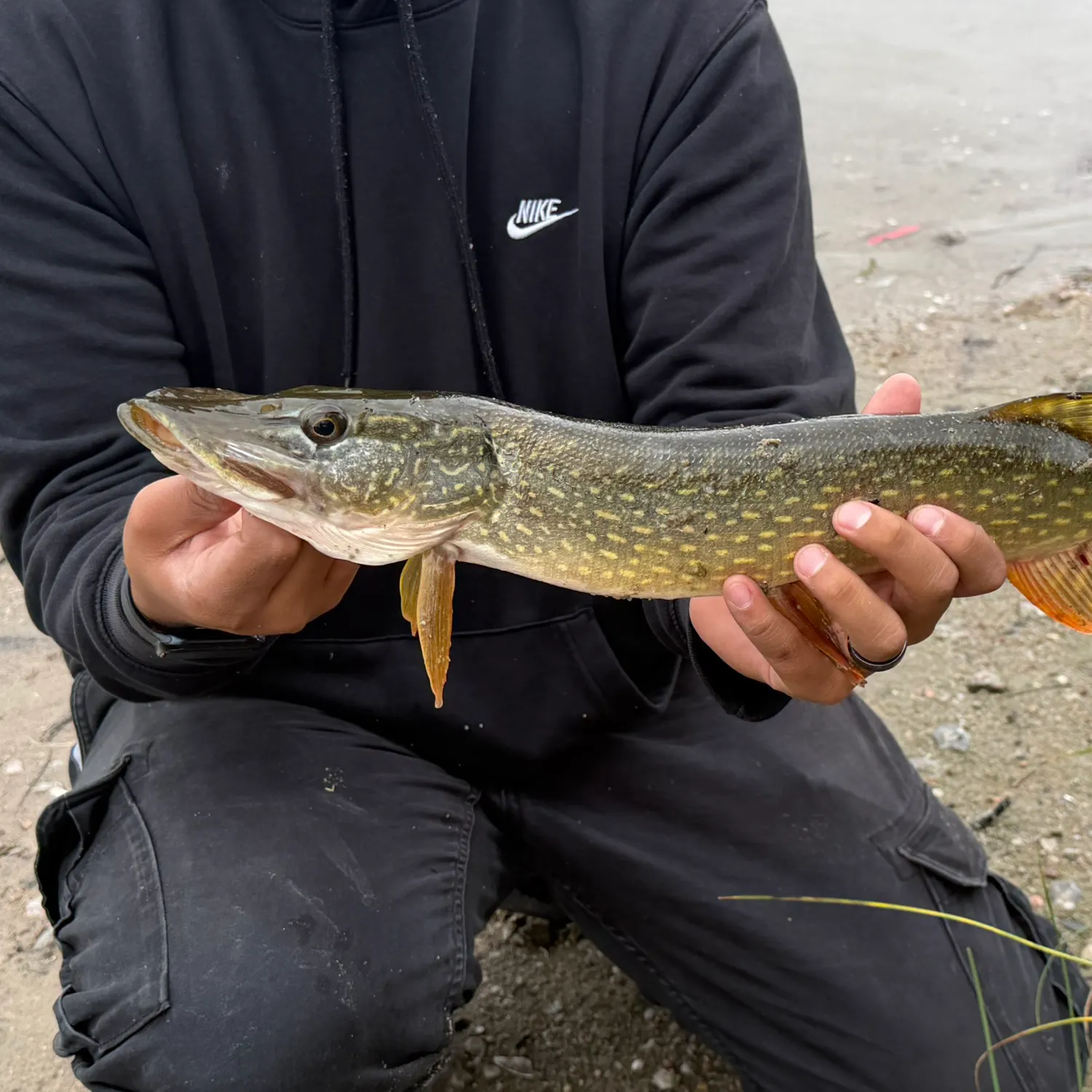 Northern pike caught on Fishbrain