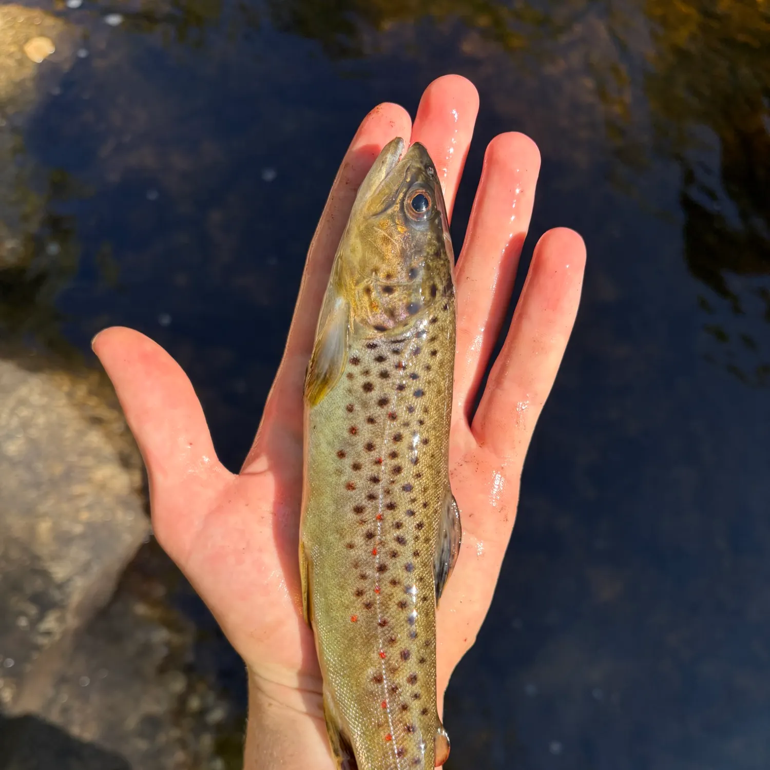 Brown trout caught on Fishbrain