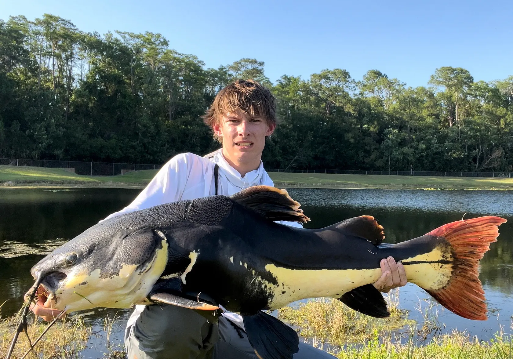 Redtail catfish