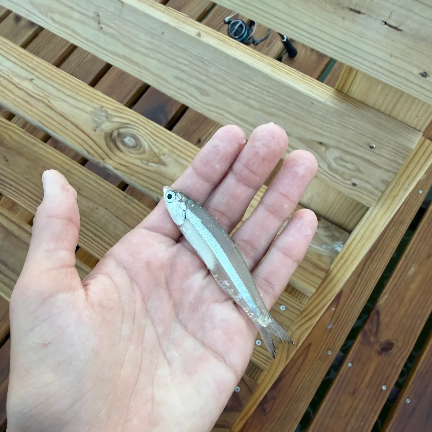 The most recent Broad-striped anchovy catches on Fishbrain