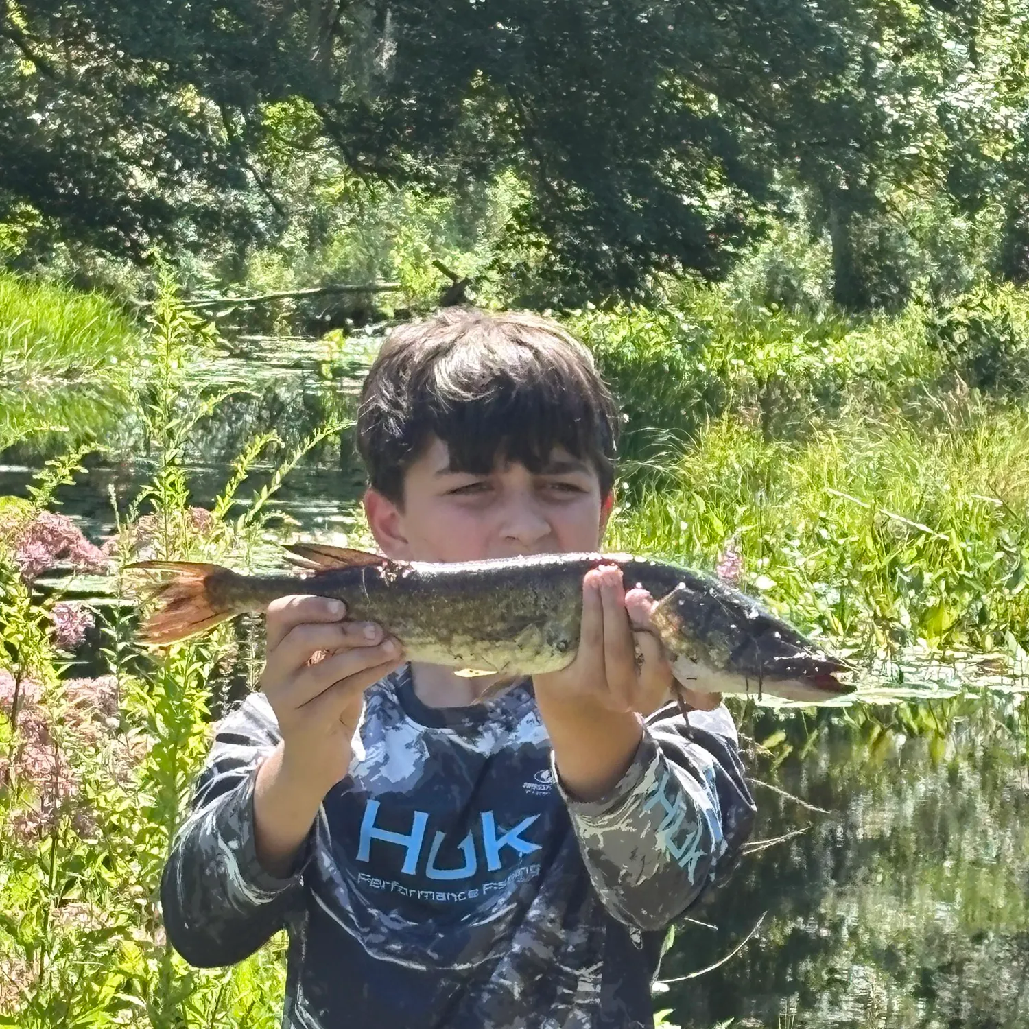 Chain pickerel caught on Fishbrain