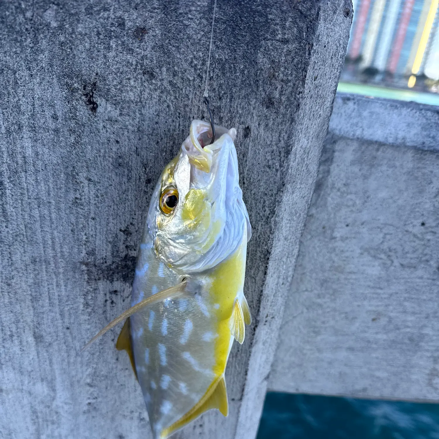 The most recent Yellow jack catches on Fishbrain