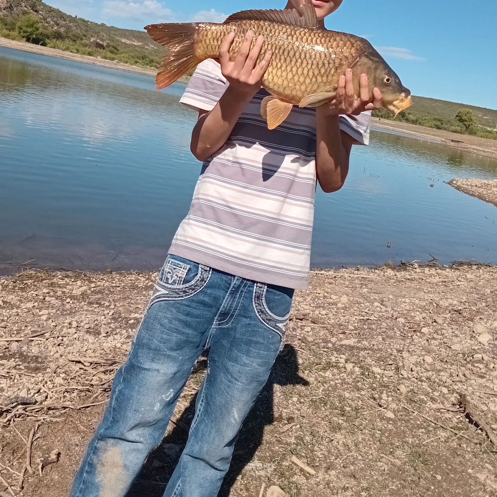 Common carp caught on Fishbrain