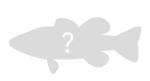 Redear x green sunfish