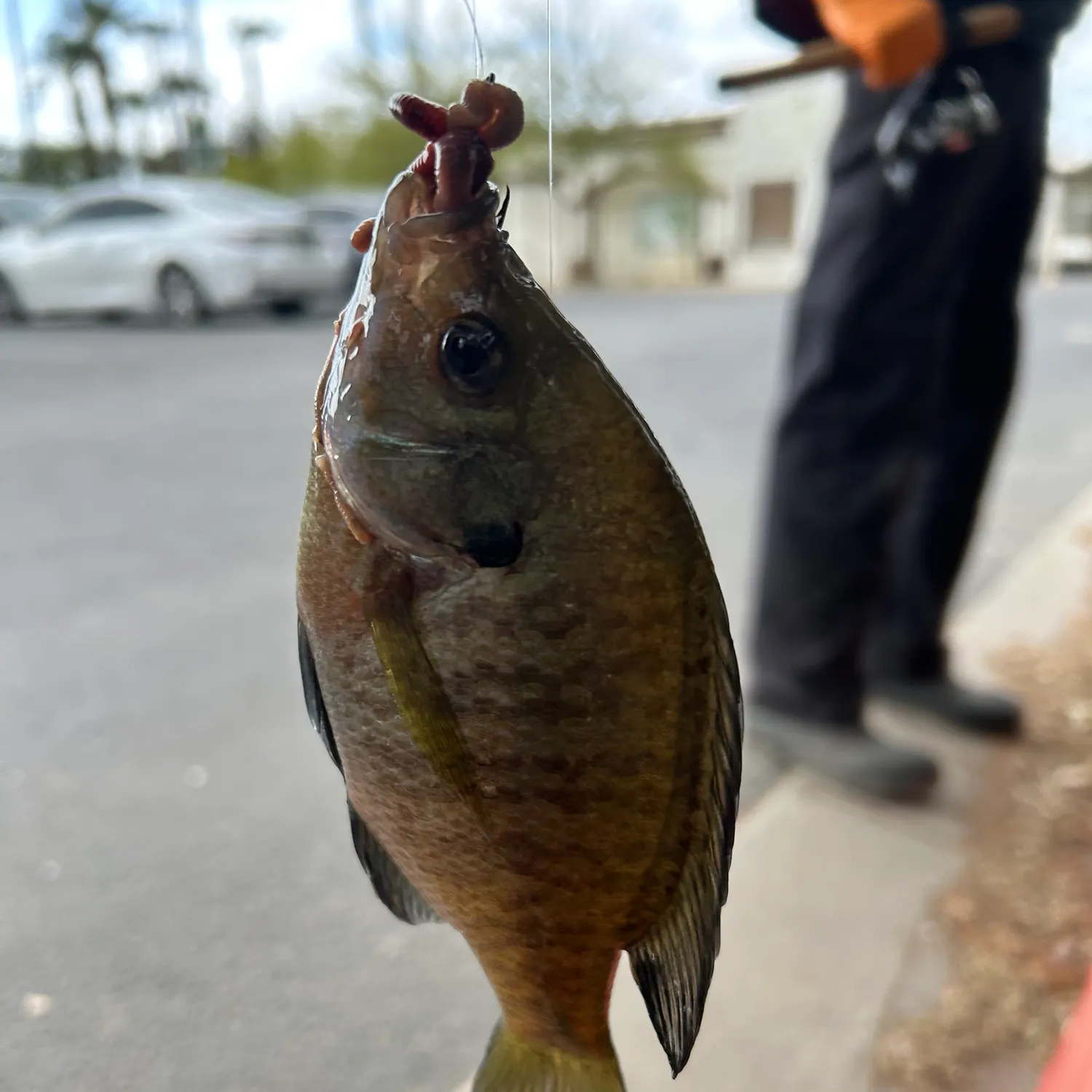 catch