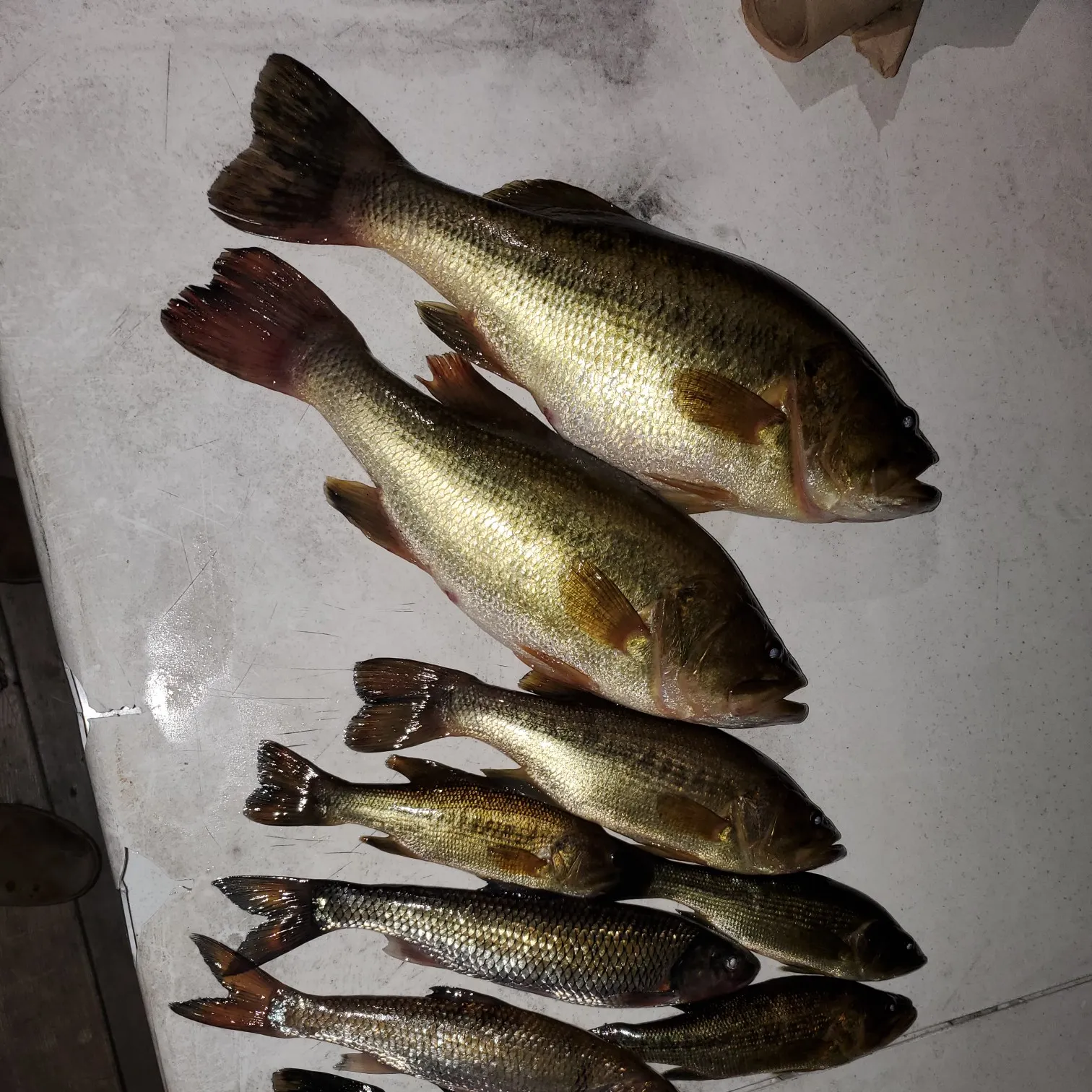 recently logged catches