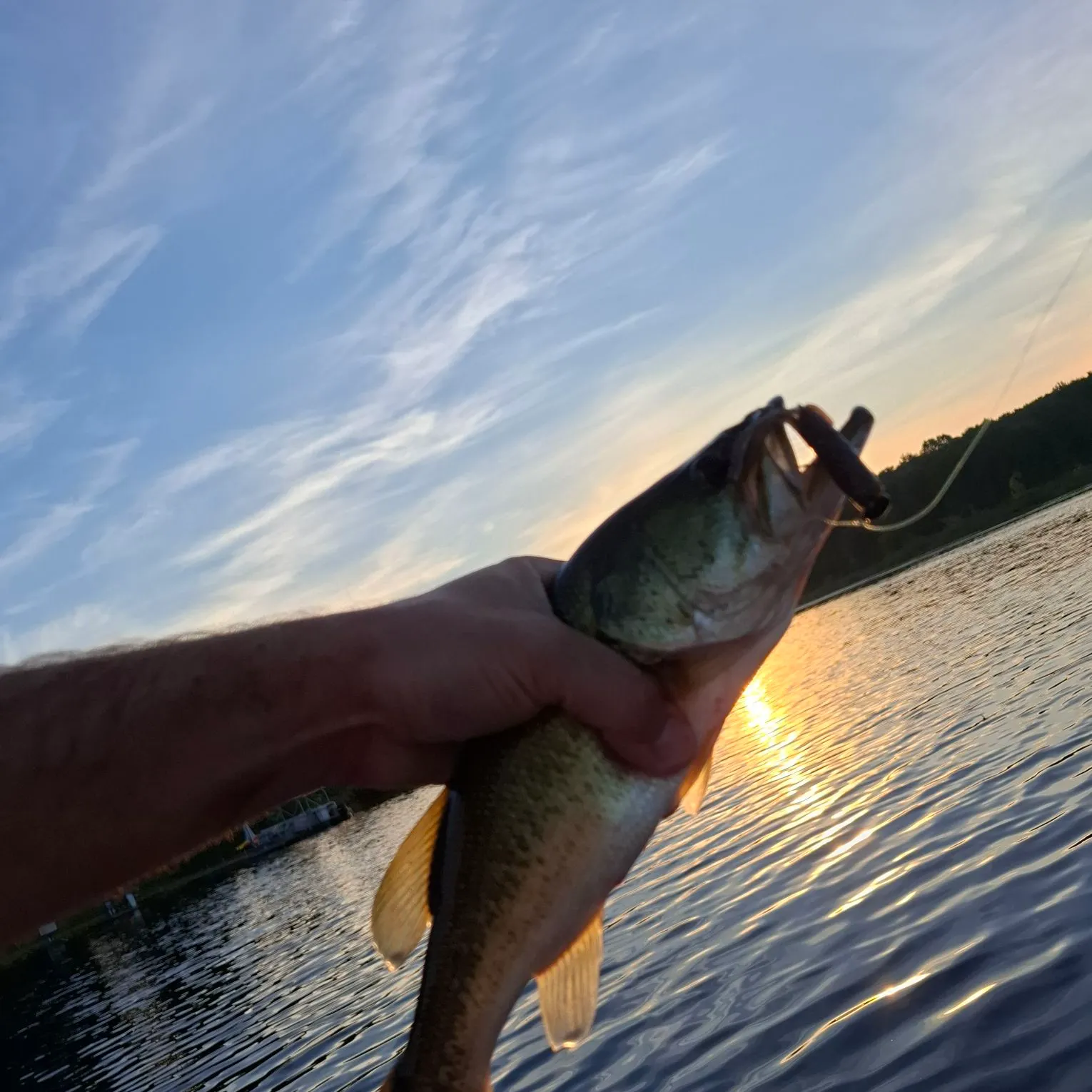 Largemouth bass caught on Fishbrain