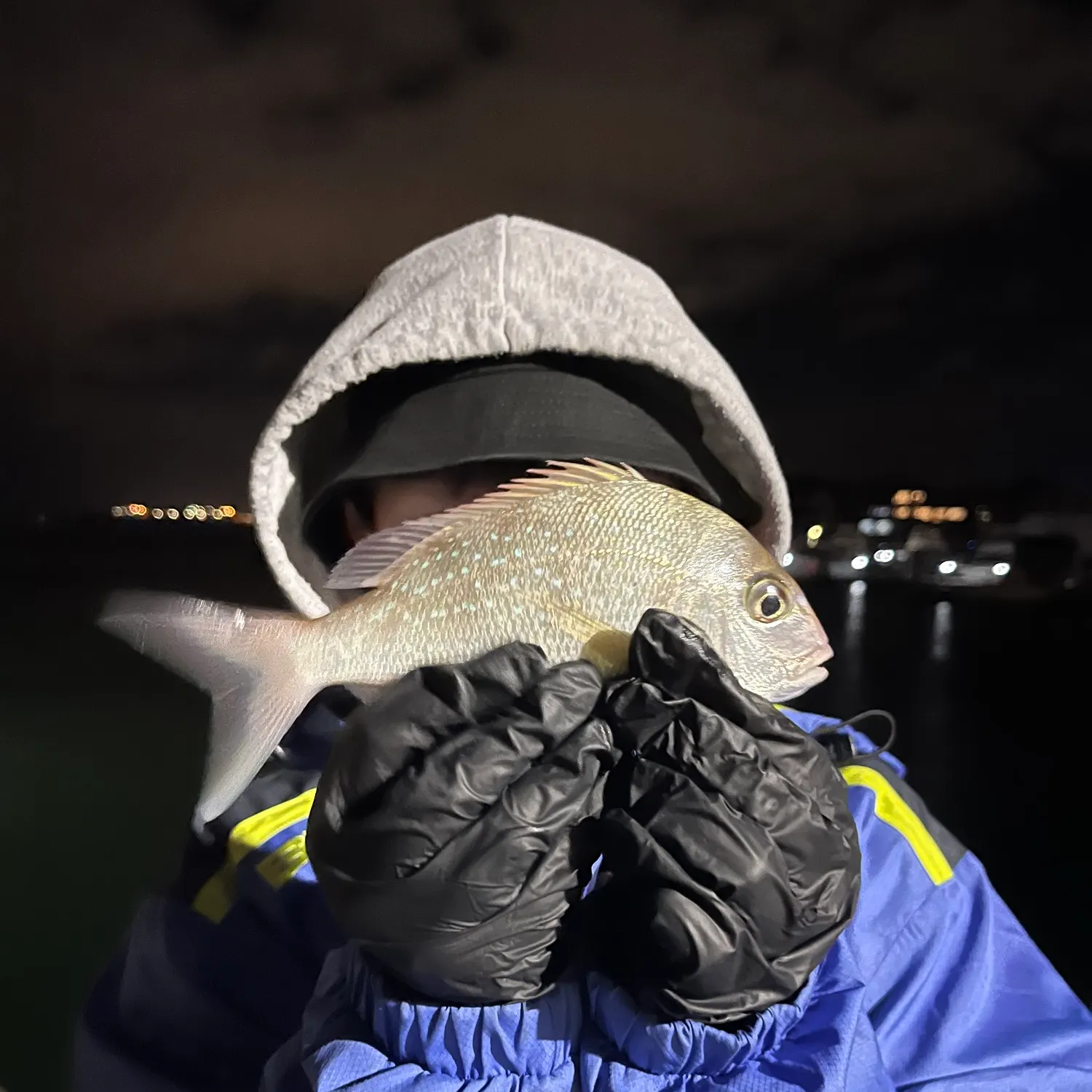 Southern black bream caught on Fishbrain