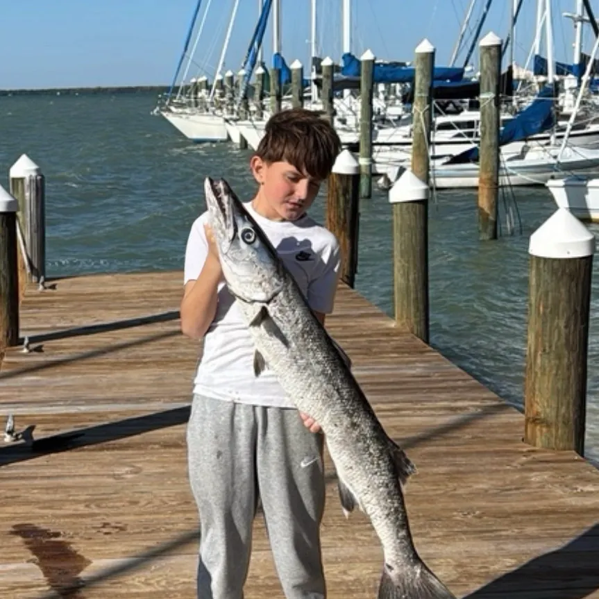 The most recent Great barracuda catches on Fishbrain