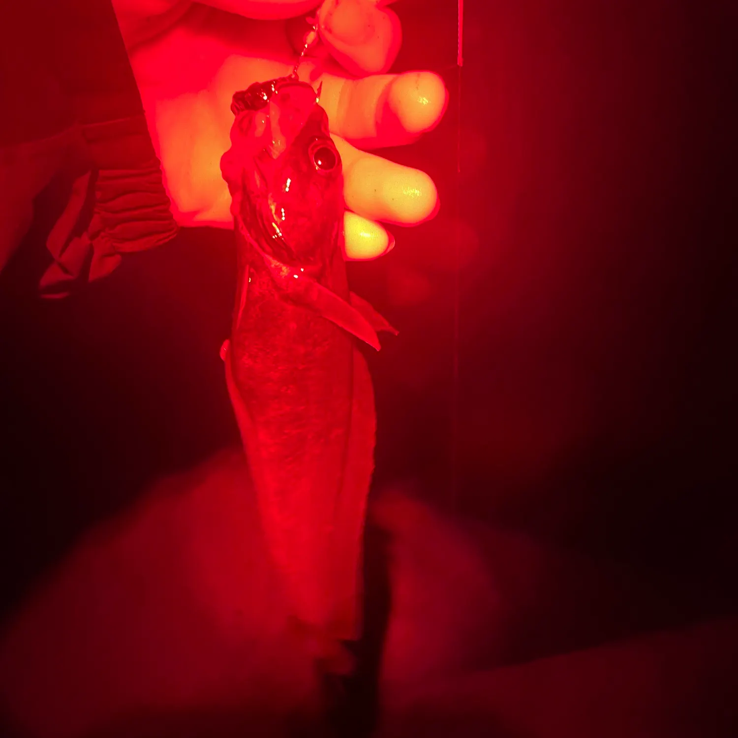 The most recent Japanese codling catches on Fishbrain