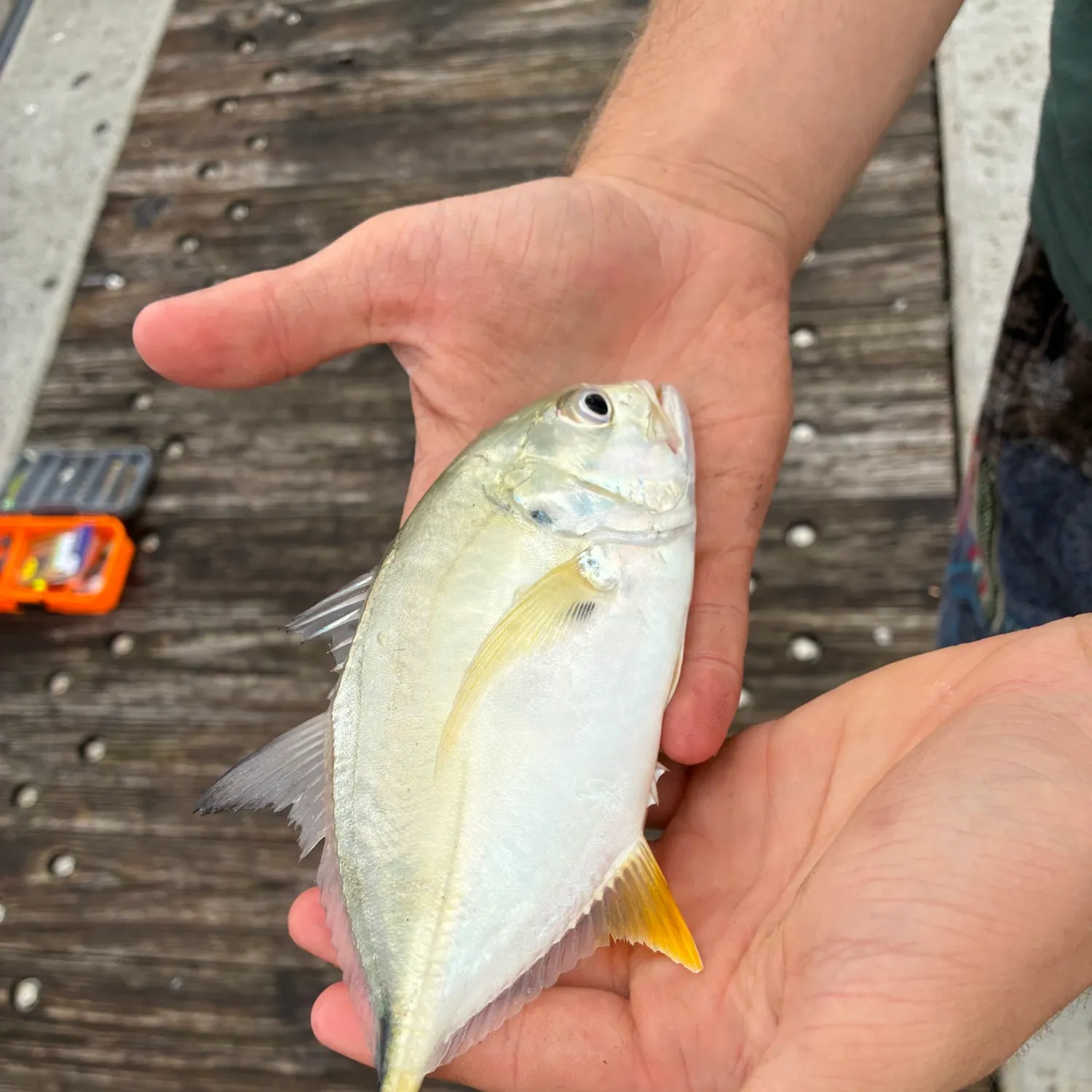 Crevalle jack caught on Fishbrain