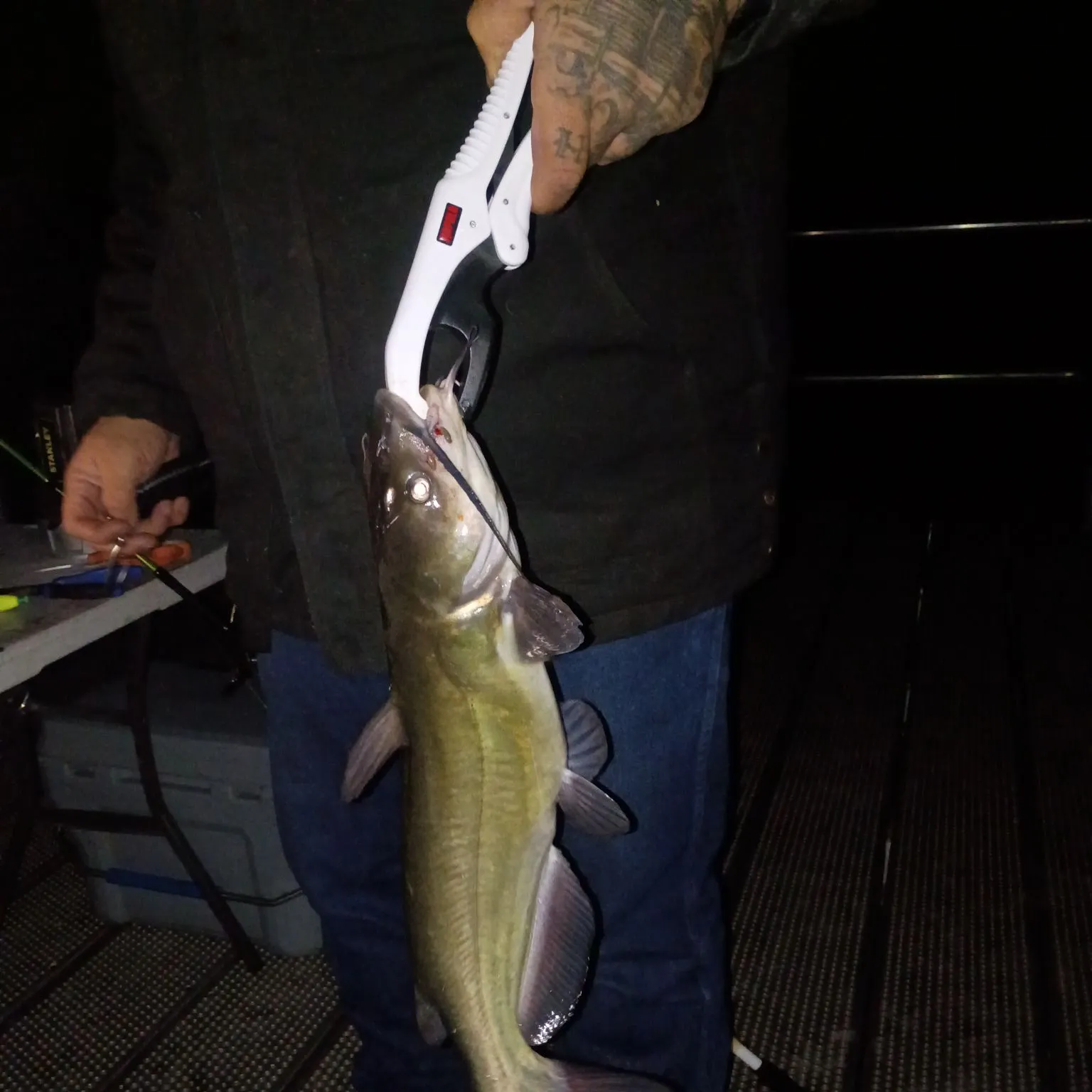 Channel catfish caught on Fishbrain