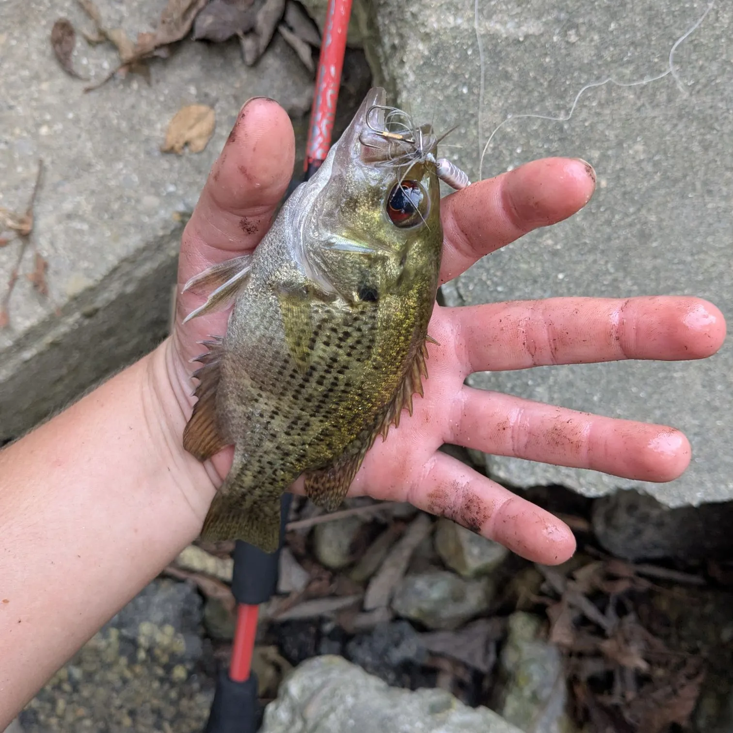 Rock bass caught on Fishbrain