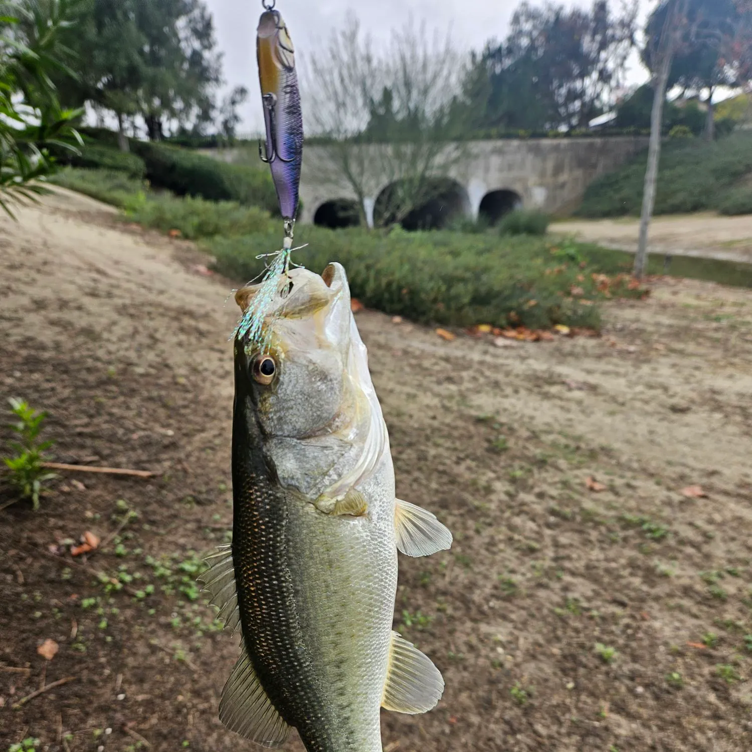 The most recent Largemouth bass catches on Fishbrain