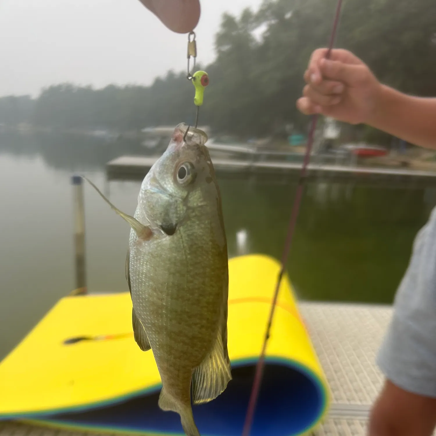 recently logged catches
