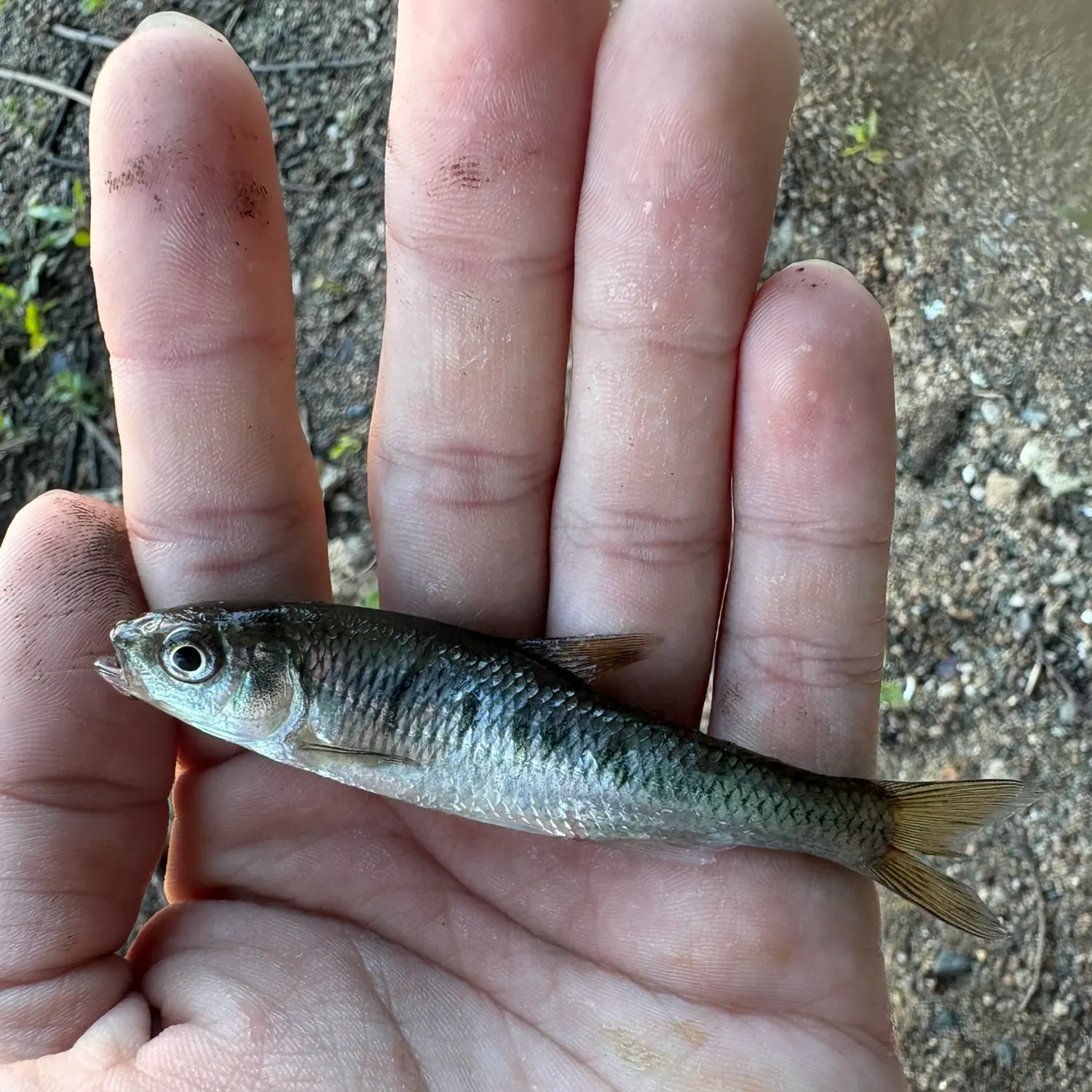 The most recent Common shiner catches on Fishbrain