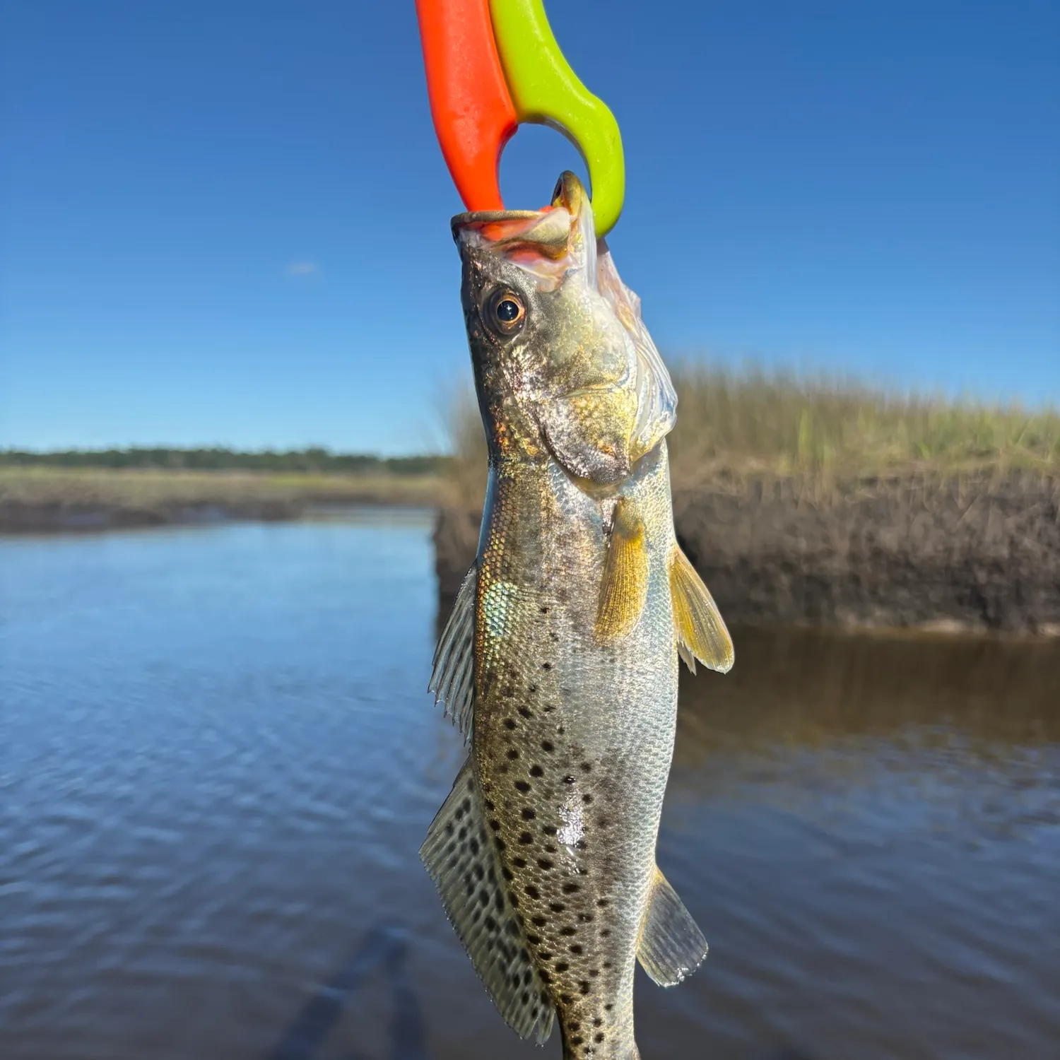 Spotted seatrout caught on Fishbrain