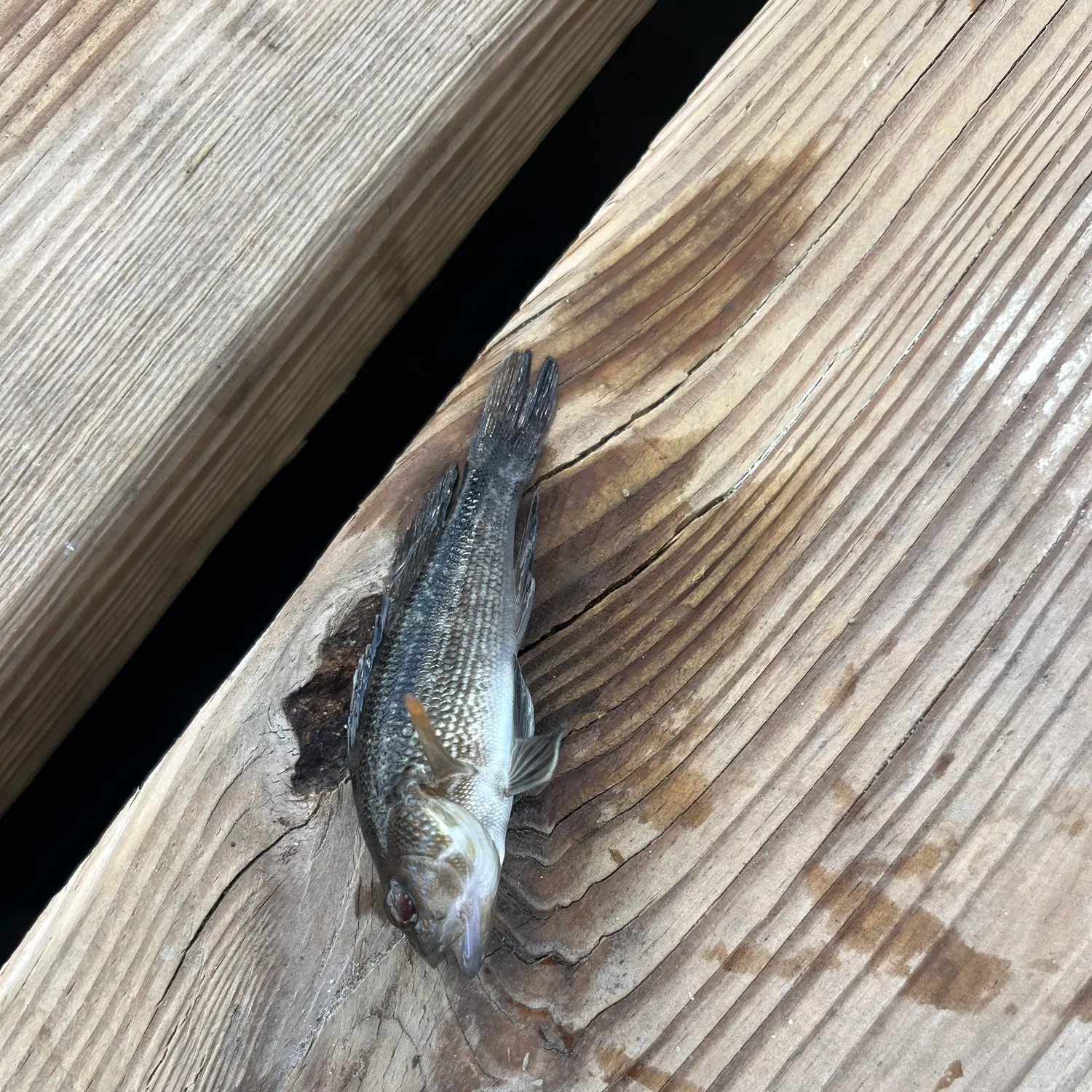 Black sea bass caught on Fishbrain