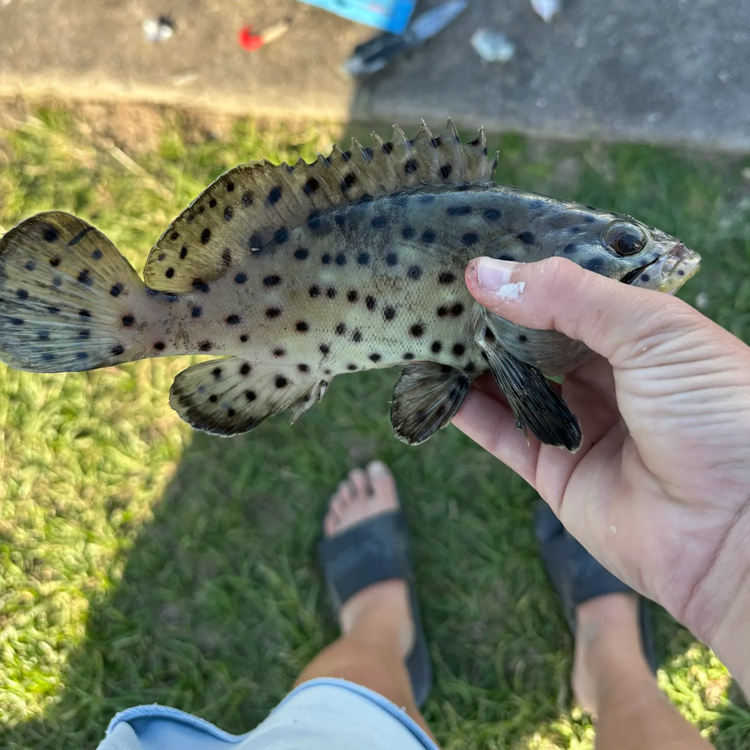 The most recent Coral grouper catches on Fishbrain