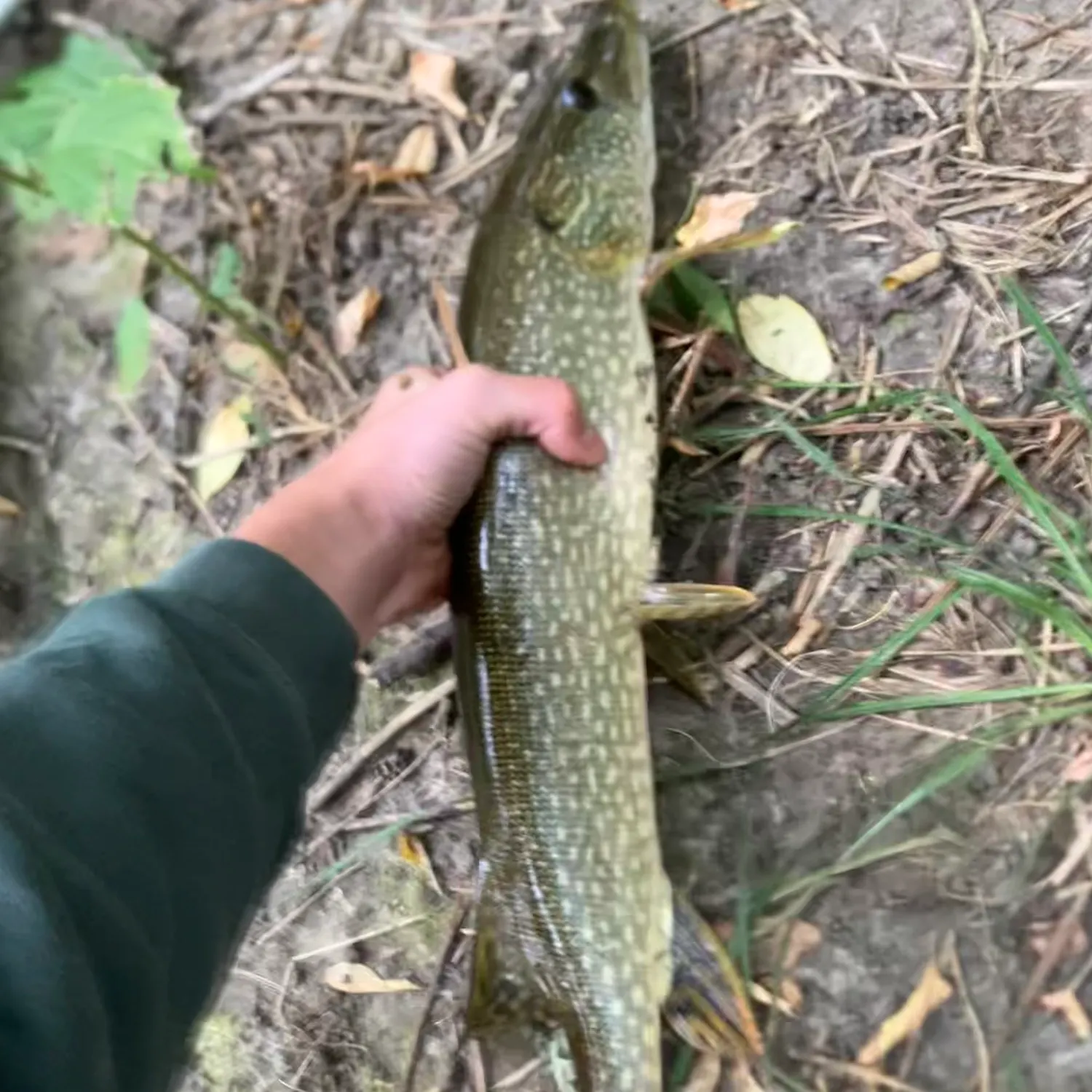 Northern pike caught on Fishbrain