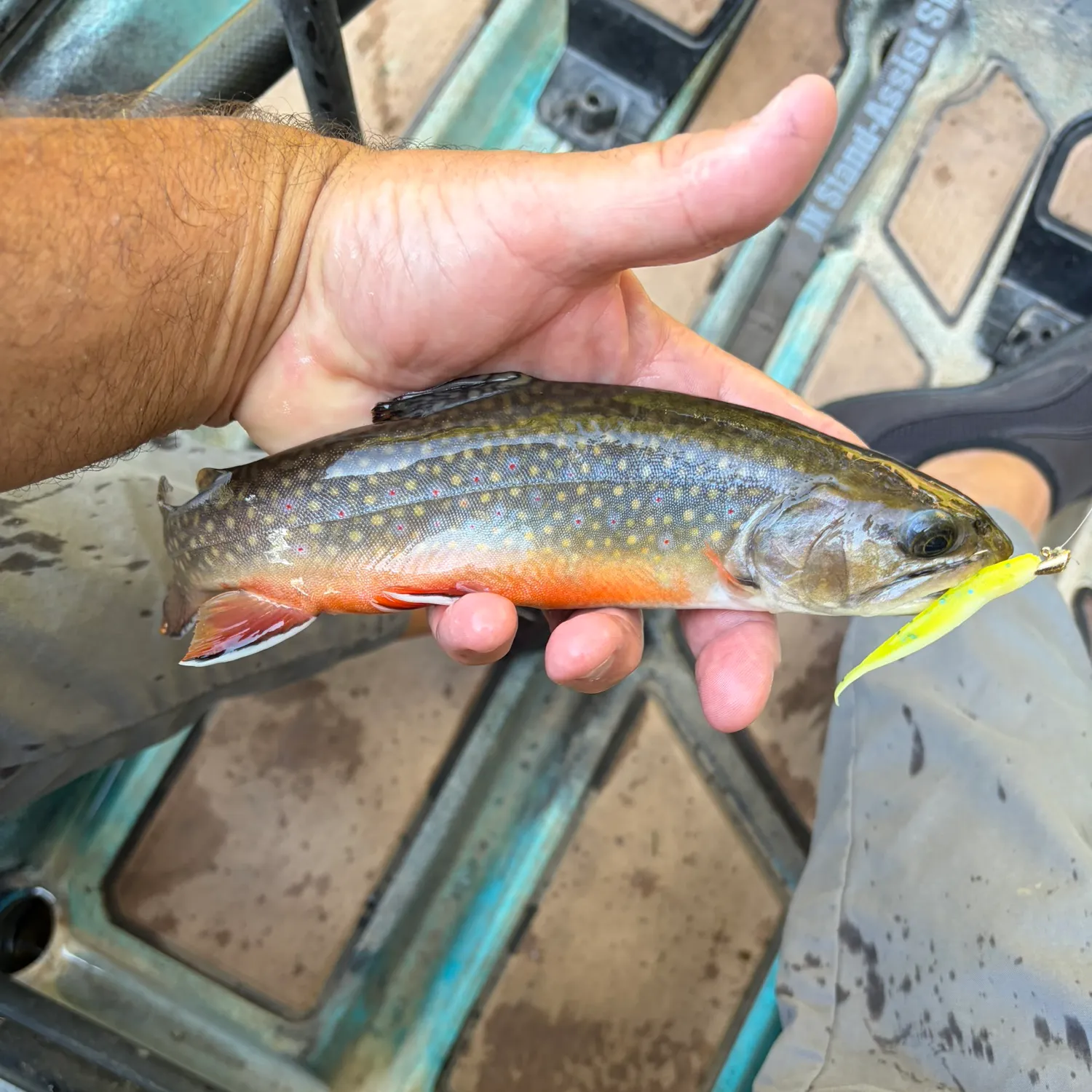 Brook trout caught on Fishbrain
