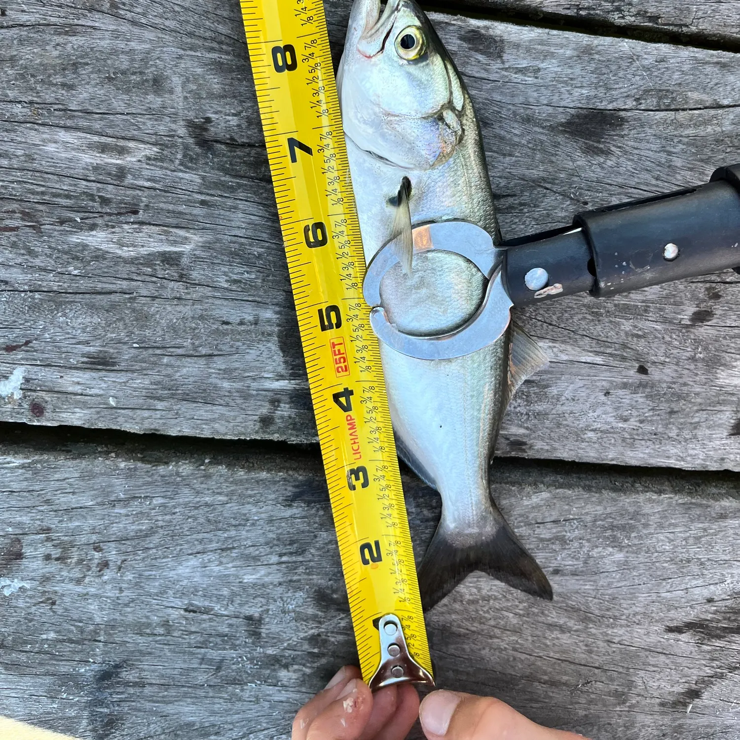 Bluefish caught on Fishbrain