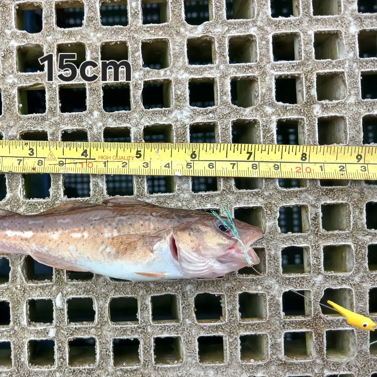 The most recent Pouting catches on Fishbrain