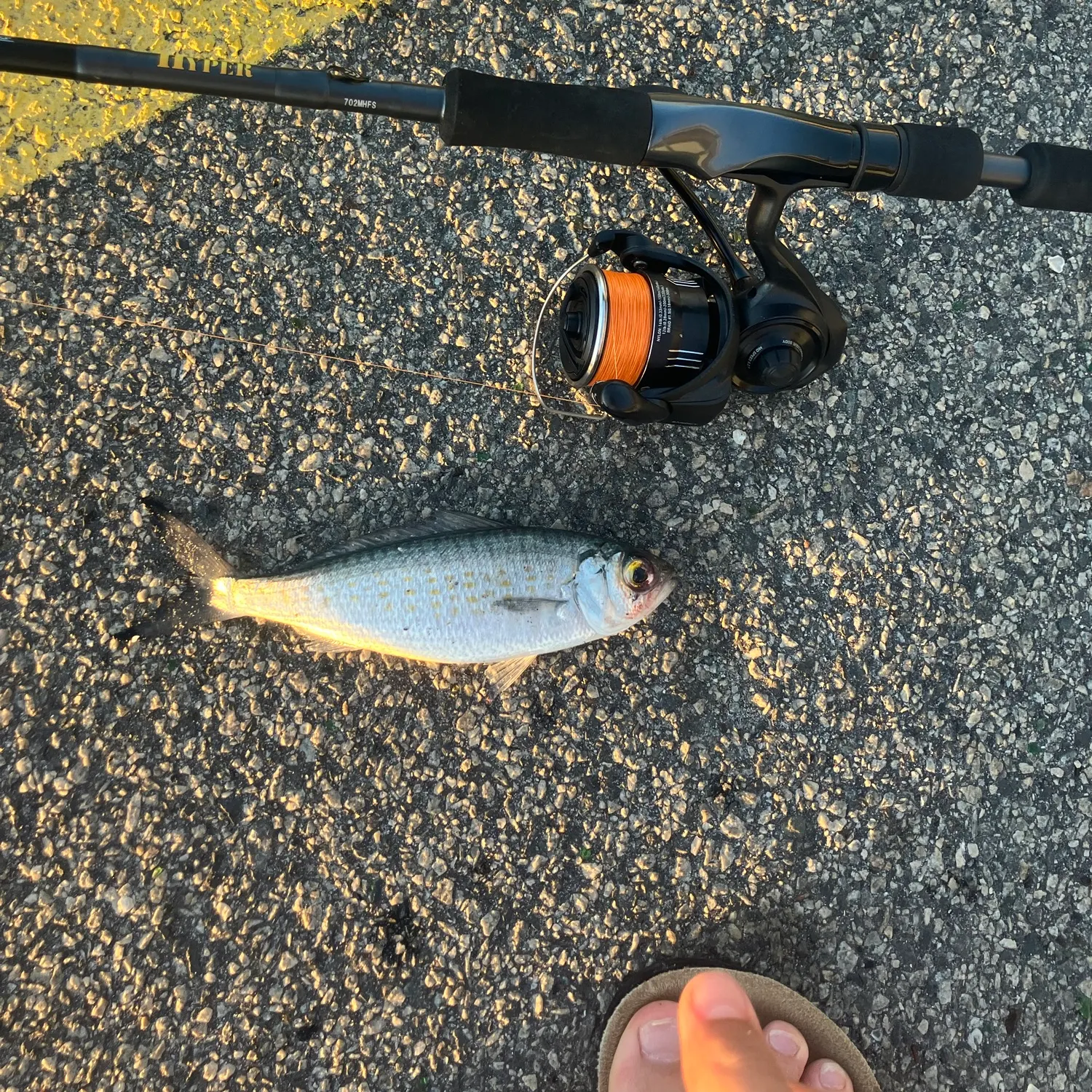 The most recent Australian ruff catches on Fishbrain