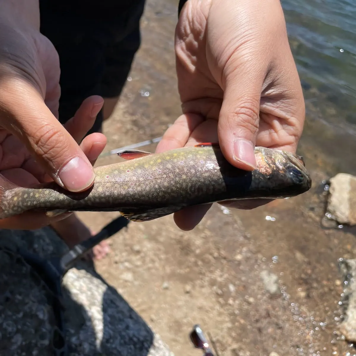 Brook trout caught on Fishbrain
