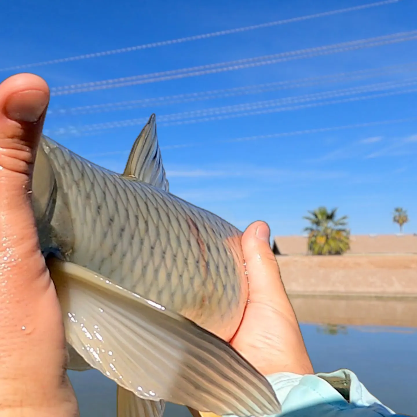 The most recent Grass carp catches on Fishbrain
