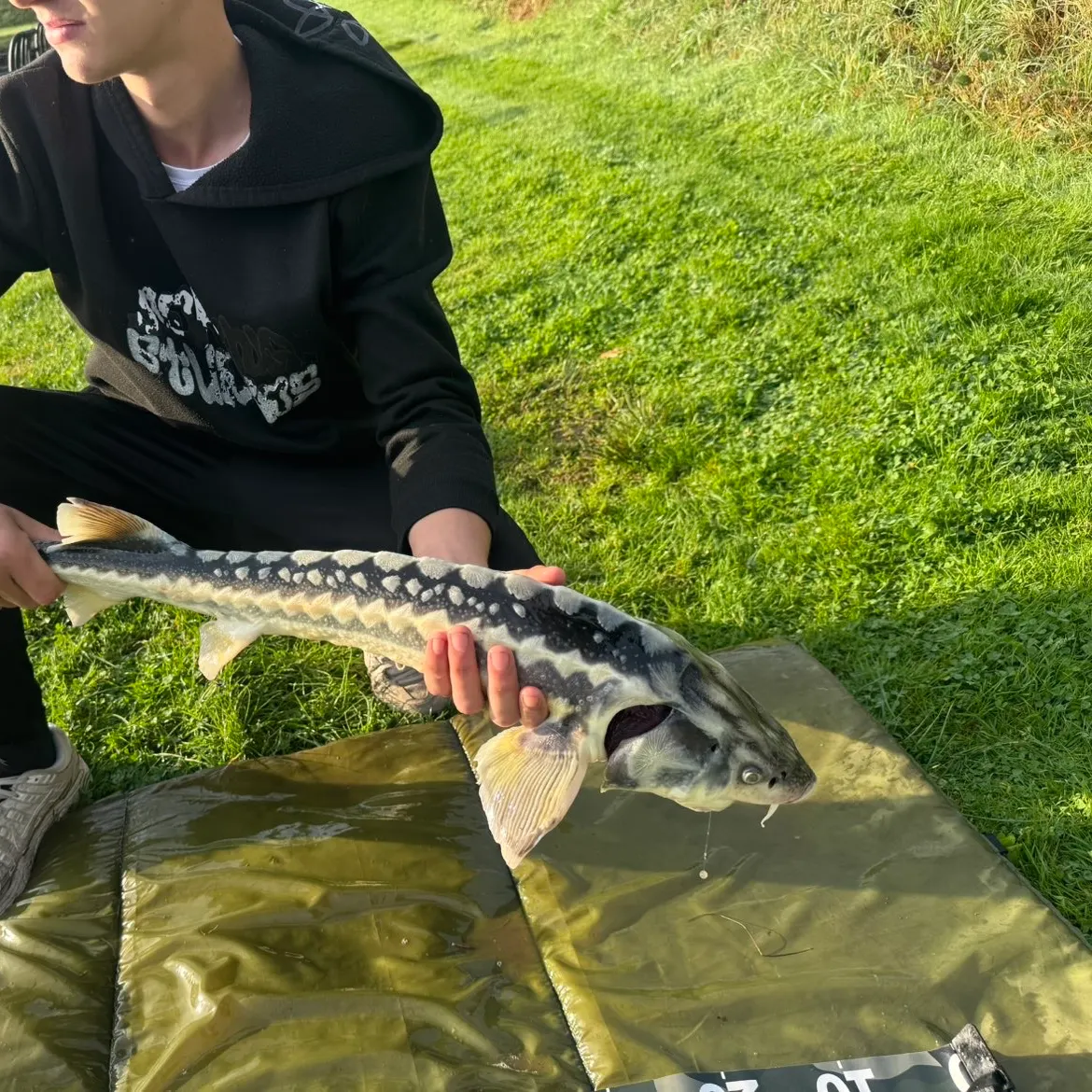 The most recent Russian sturgeon catches on Fishbrain