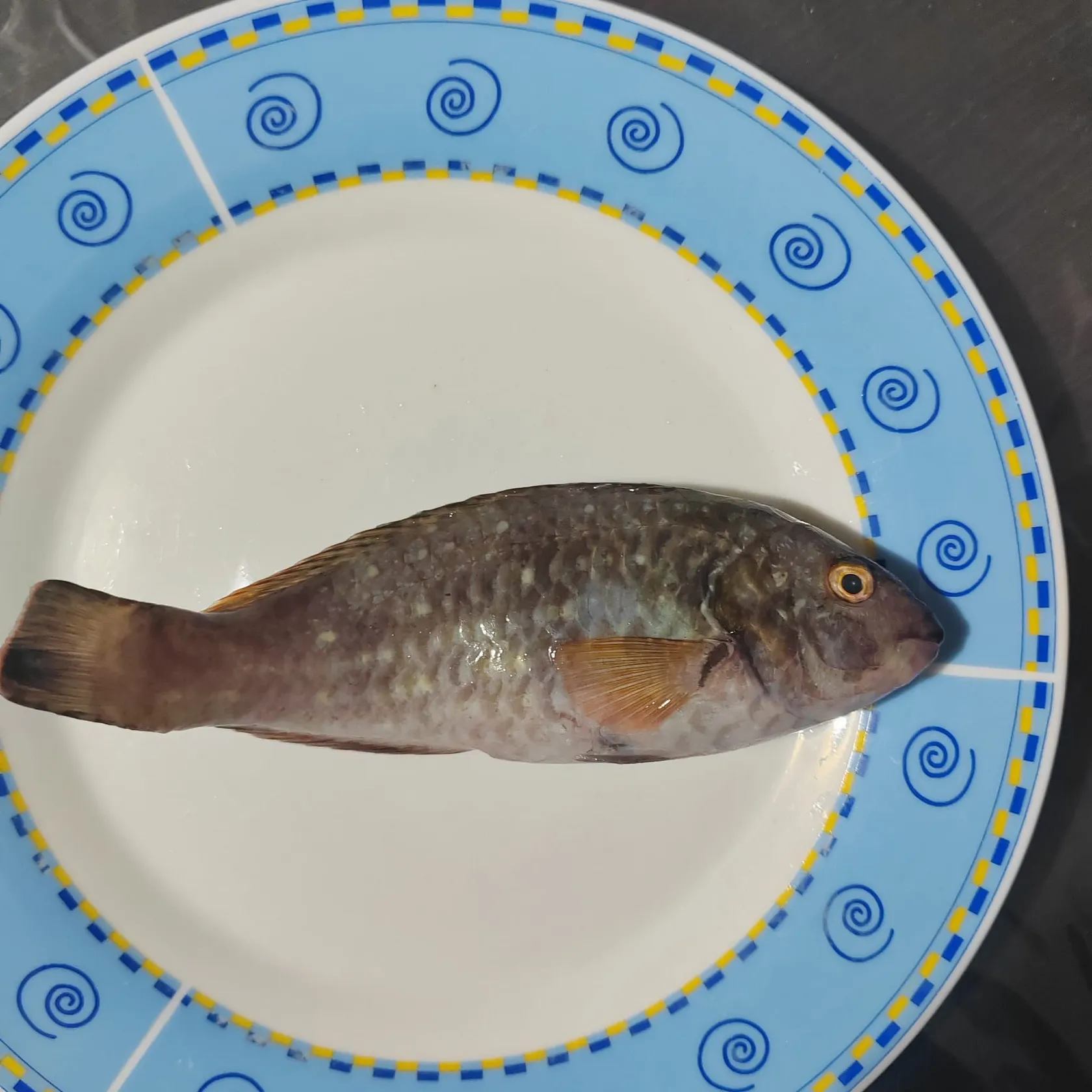 The most recent Festive parrotfish catches on Fishbrain