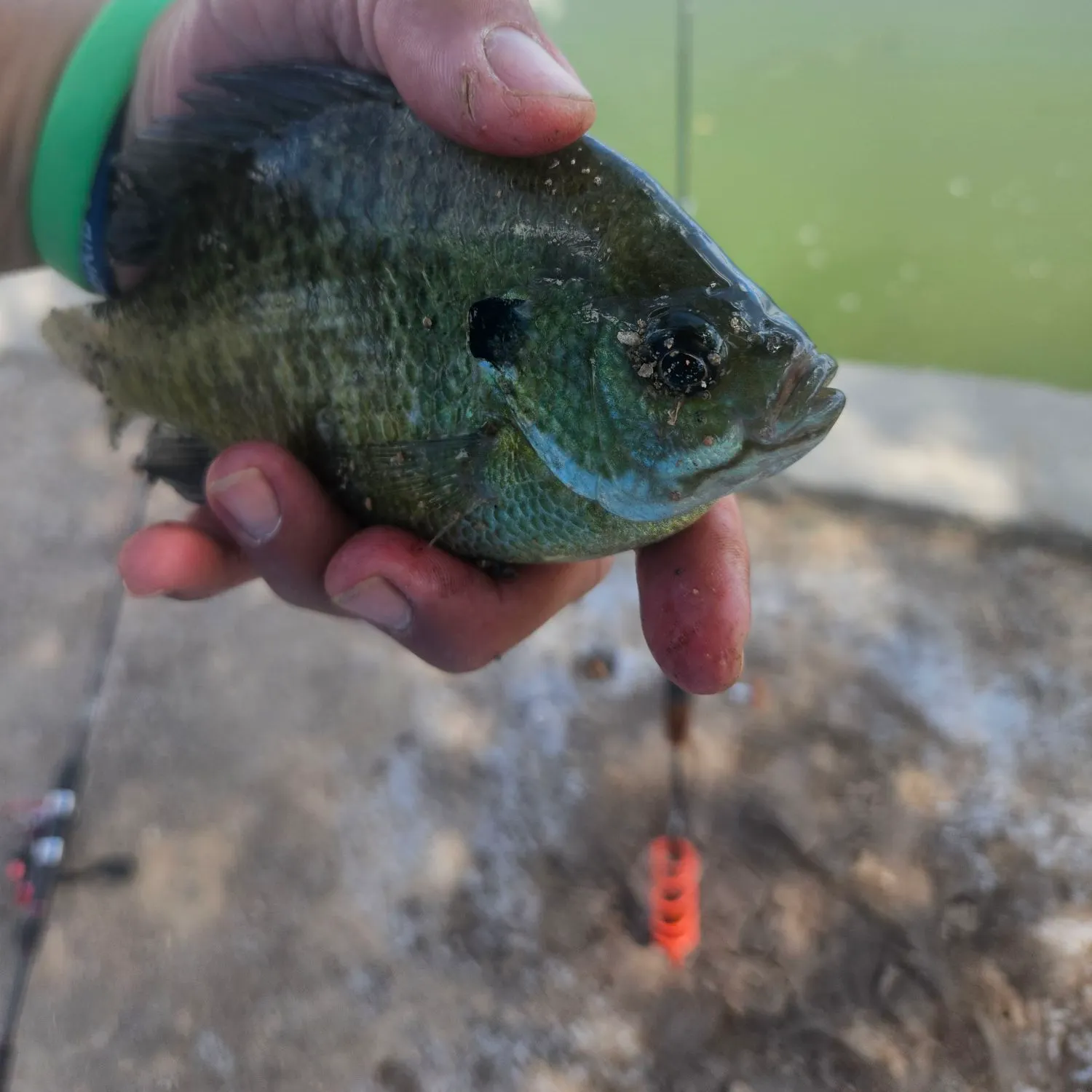 Bluegill caught on Fishbrain