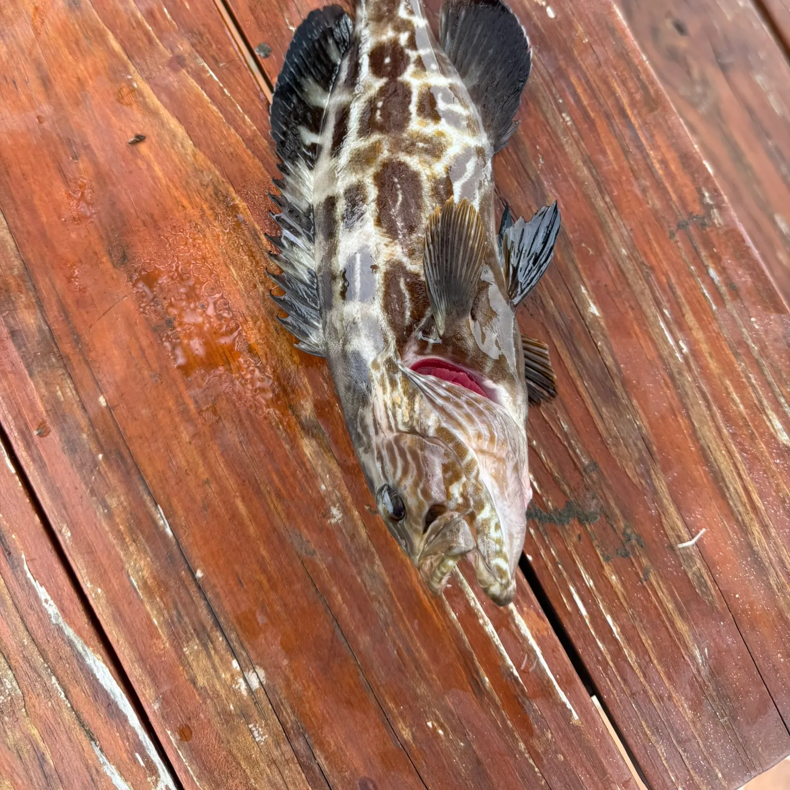 The most recent Black grouper catches on Fishbrain