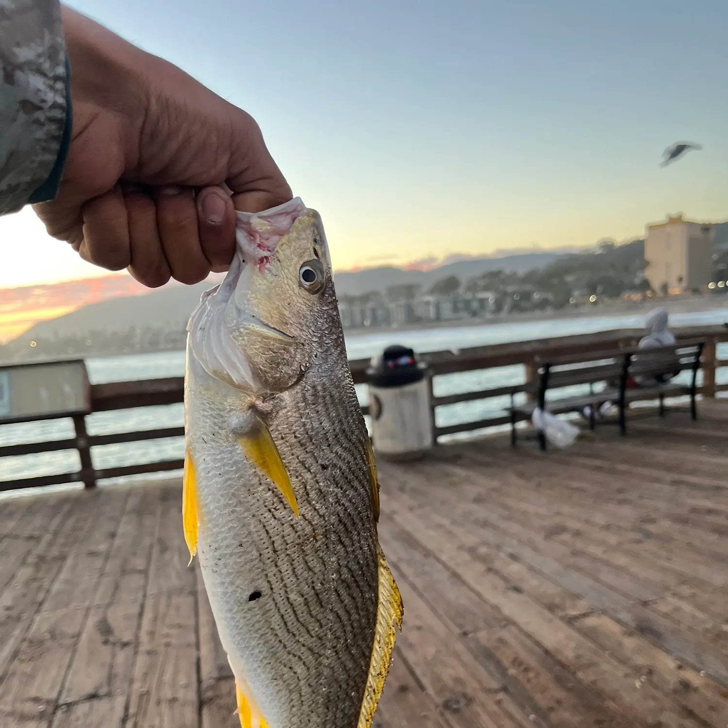 Yellowfin croaker caught on Fishbrain