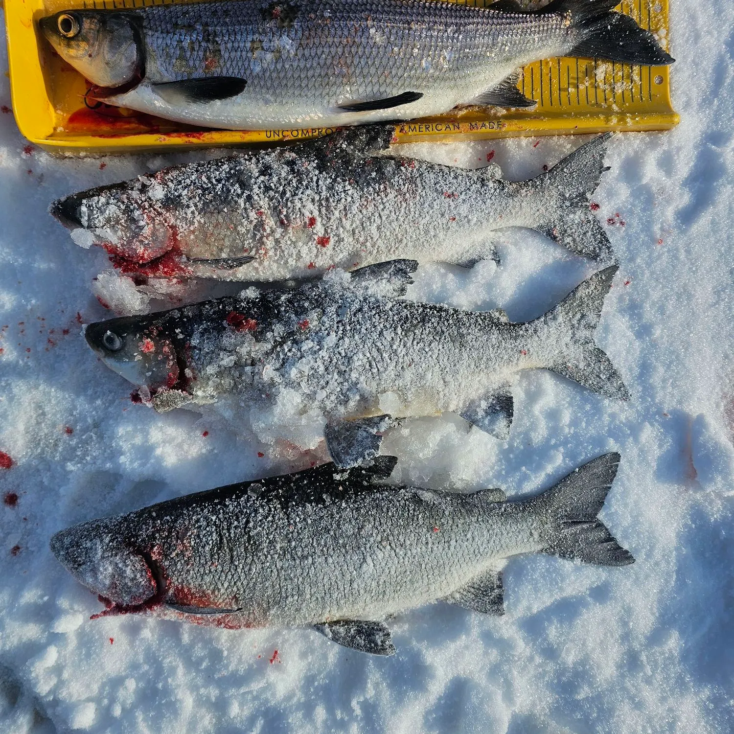 recently logged catches