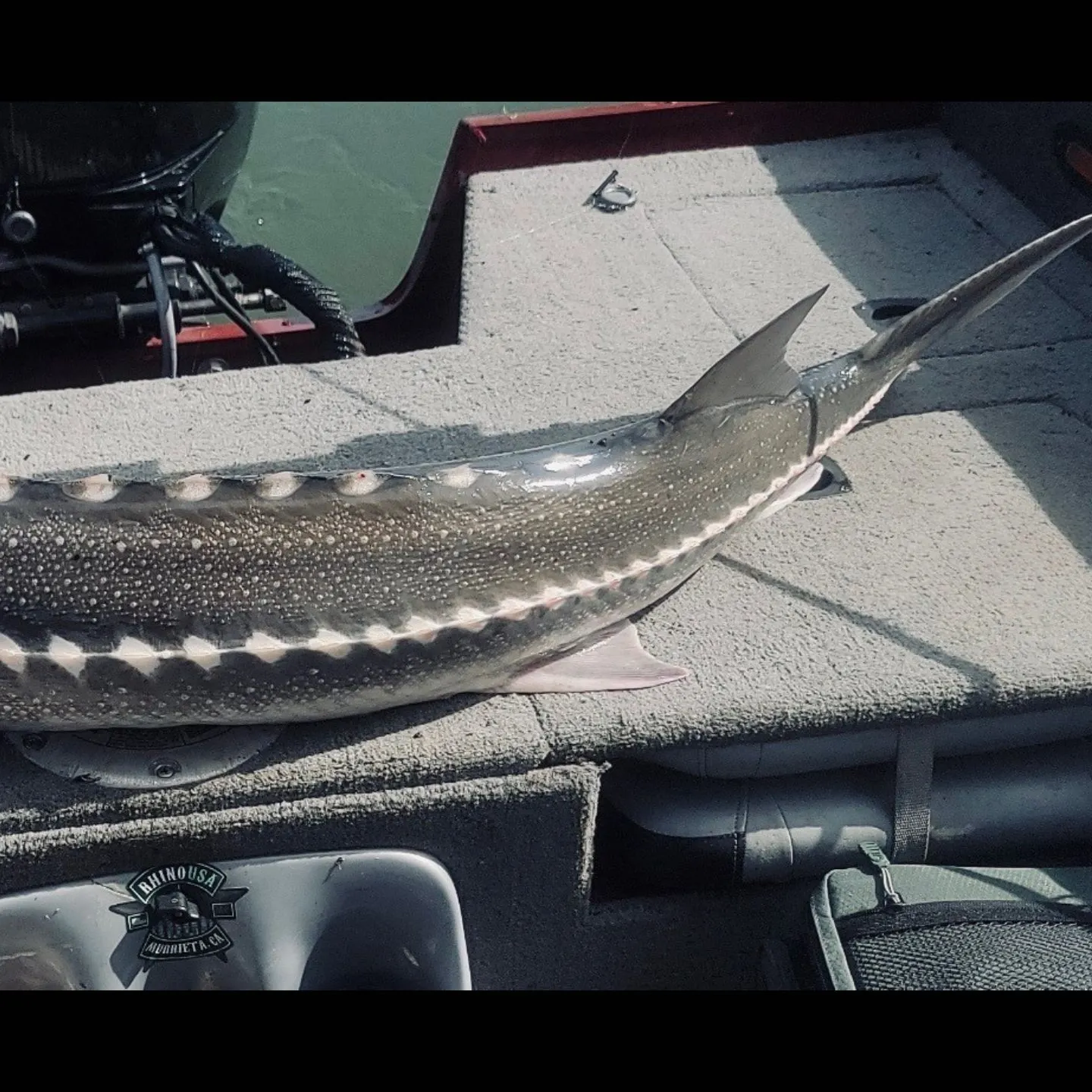 The most recent White sturgeon catches on Fishbrain