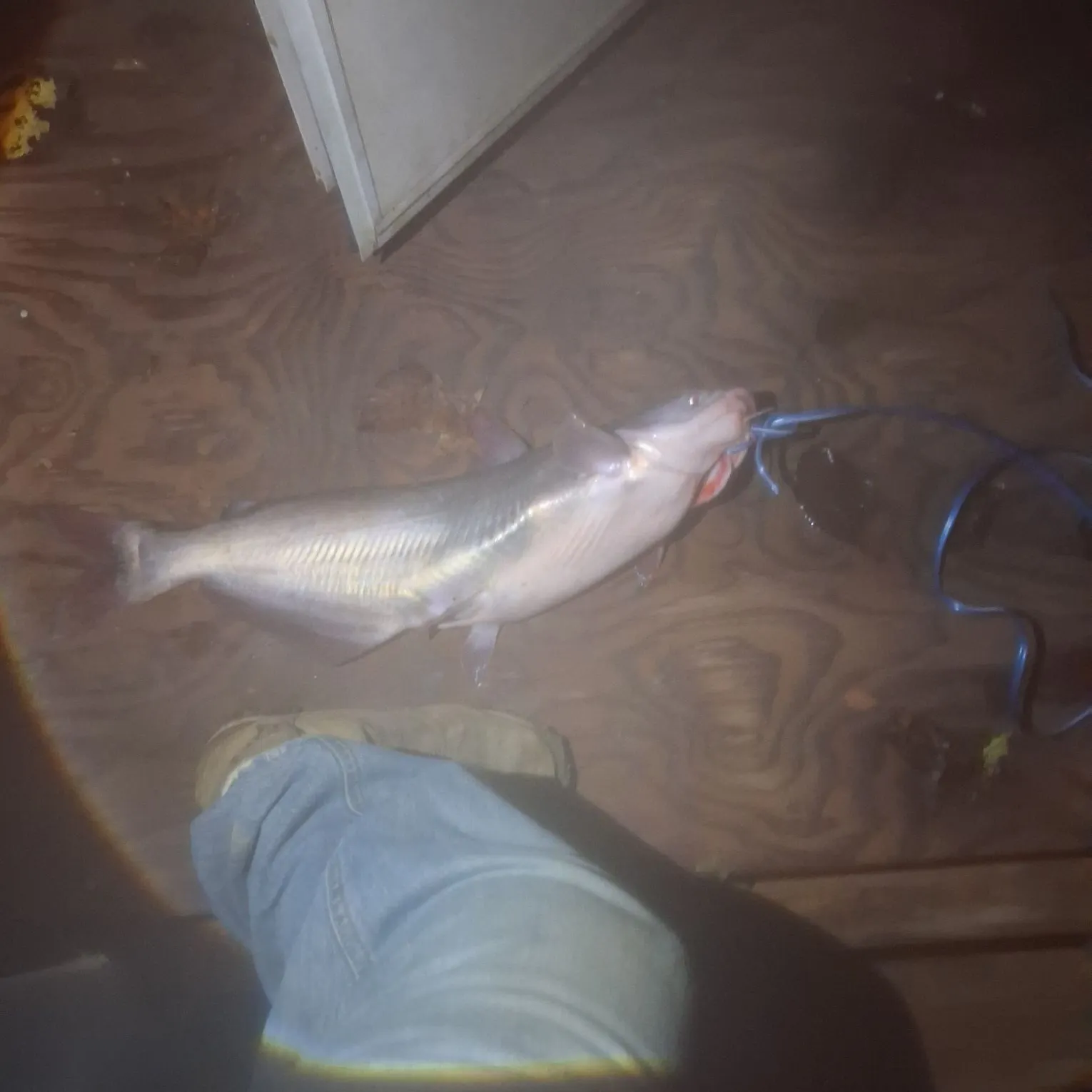 Blue catfish caught on Fishbrain
