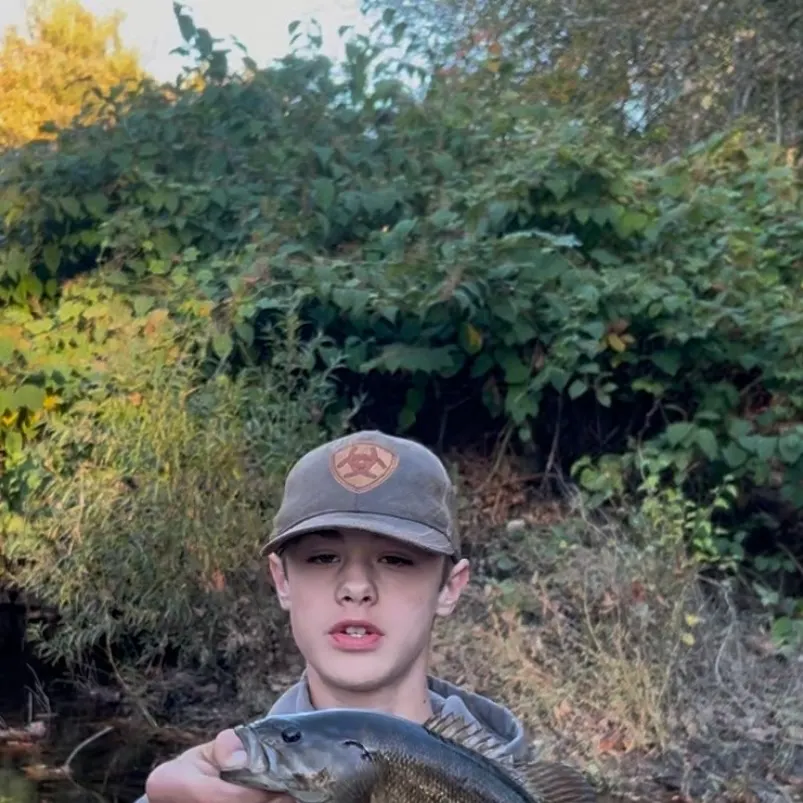 Smallmouth bass caught on Fishbrain