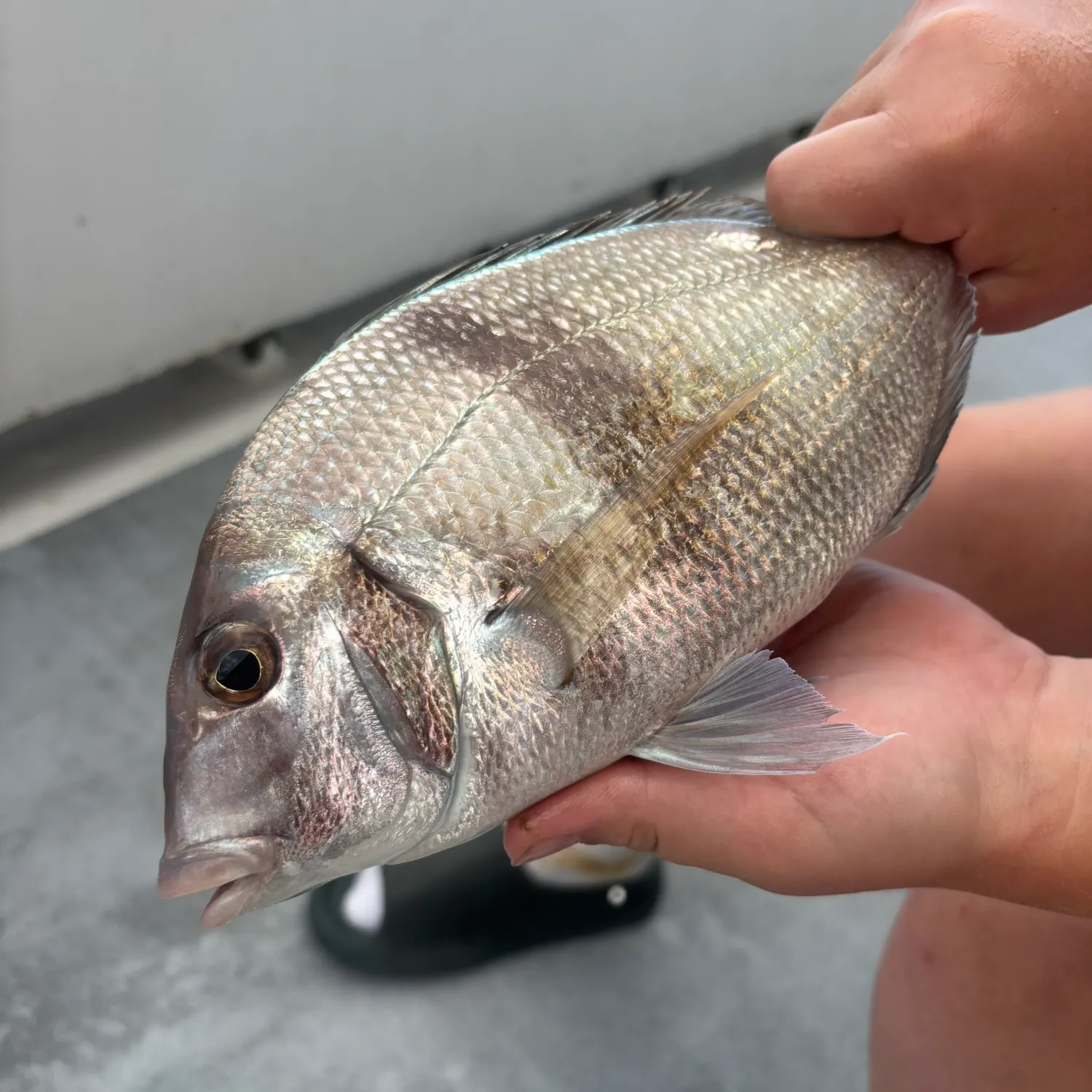 The most recent Silver porgy catches on Fishbrain